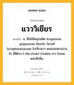 แวววิเชียร หมายถึงอะไร?, คำในภาษาไทย แวววิเชียร หมายถึง น. ชื่อไม้ล้มลุกชนิด Angelonia goyazensis Benth. ในวงศ์ Scrophulariaceae ใบเรียวยาว ดอกออกตามง่ามใบ มีสีต่าง ๆ เช่น ม่วงแก่ ม่วงอ่อน ขาว ใบและดอกมีกลิ่น.