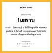 ไมยราบ หมายถึงอะไร?, คำในภาษาไทย ไมยราบ หมายถึง [ไมยะราบ] น. ชื่อไม้ล้มลุกชนิด Mimosa pudica L. ในวงศ์ Leguminosae ใบคล้ายใบกระเฉด เมื่อถูกกระเทือนก็หุบราบไป.