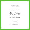 Gopher เขียนเป็นคำไทยว่าอะไร?, คำศัพท์ภาษาอังกฤษ Gopher ทับศัพท์เป็น โกเฟอร์