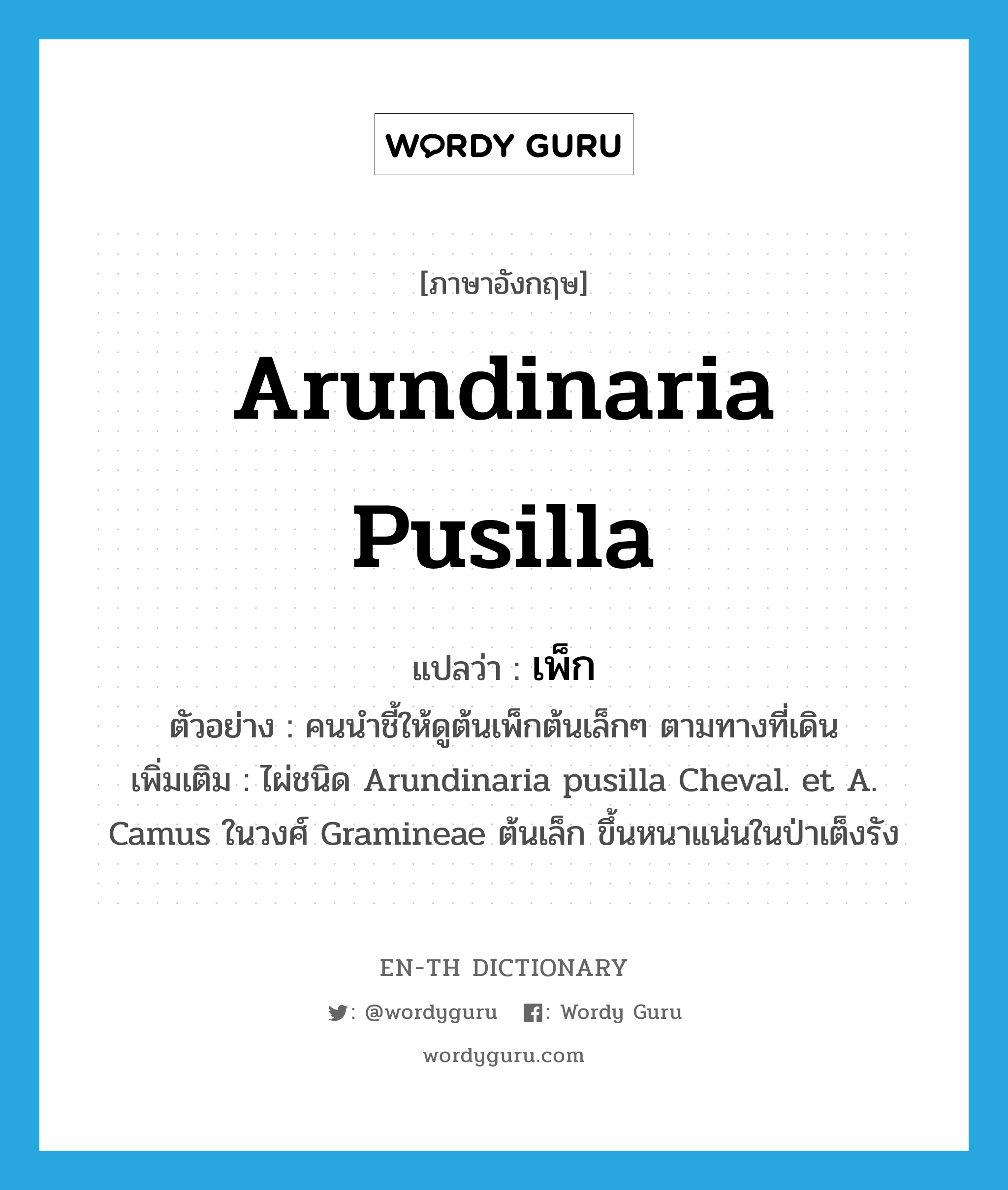 Arundinaria pusilla แปลว่า?, คำศัพท์ภาษาอังกฤษ Arundinaria pusilla แปลว่า เพ็ก ประเภท N ตัวอย่าง คนนำชี้ให้ดูต้นเพ็กต้นเล็กๆ ตามทางที่เดิน เพิ่มเติม ไผ่ชนิด Arundinaria pusilla Cheval. et A. Camus ในวงศ์ Gramineae ต้นเล็ก ขึ้นหนาแน่นในป่าเต็งรัง หมวด N