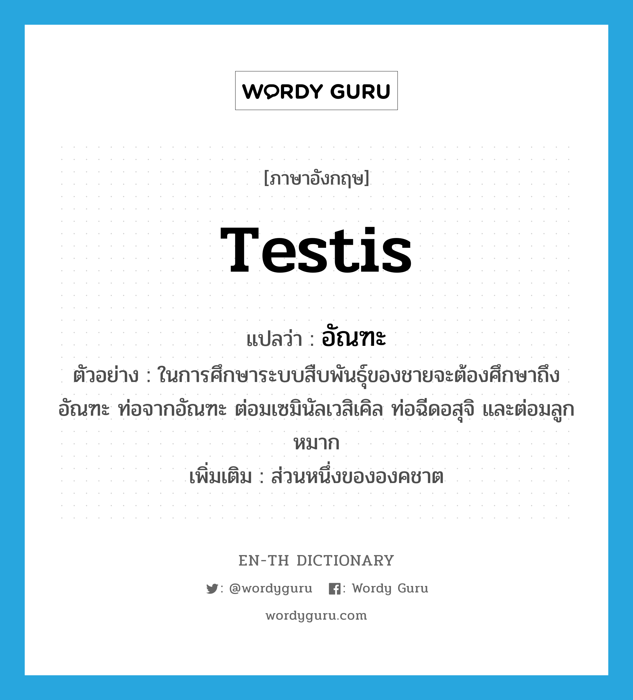 testis แปลว่า?, คำศัพท์ภาษาอังกฤษ testis แปลว่า อัณฑะ ประเภท N ตัวอย่าง ในการศึกษาระบบสืบพันธุ์ของชายจะต้องศึกษาถึงอัณฑะ ท่อจากอัณฑะ ต่อมเซมินัลเวสิเคิล ท่อฉีดอสุจิ และต่อมลูกหมาก เพิ่มเติม ส่วนหนึ่งขององคชาต หมวด N