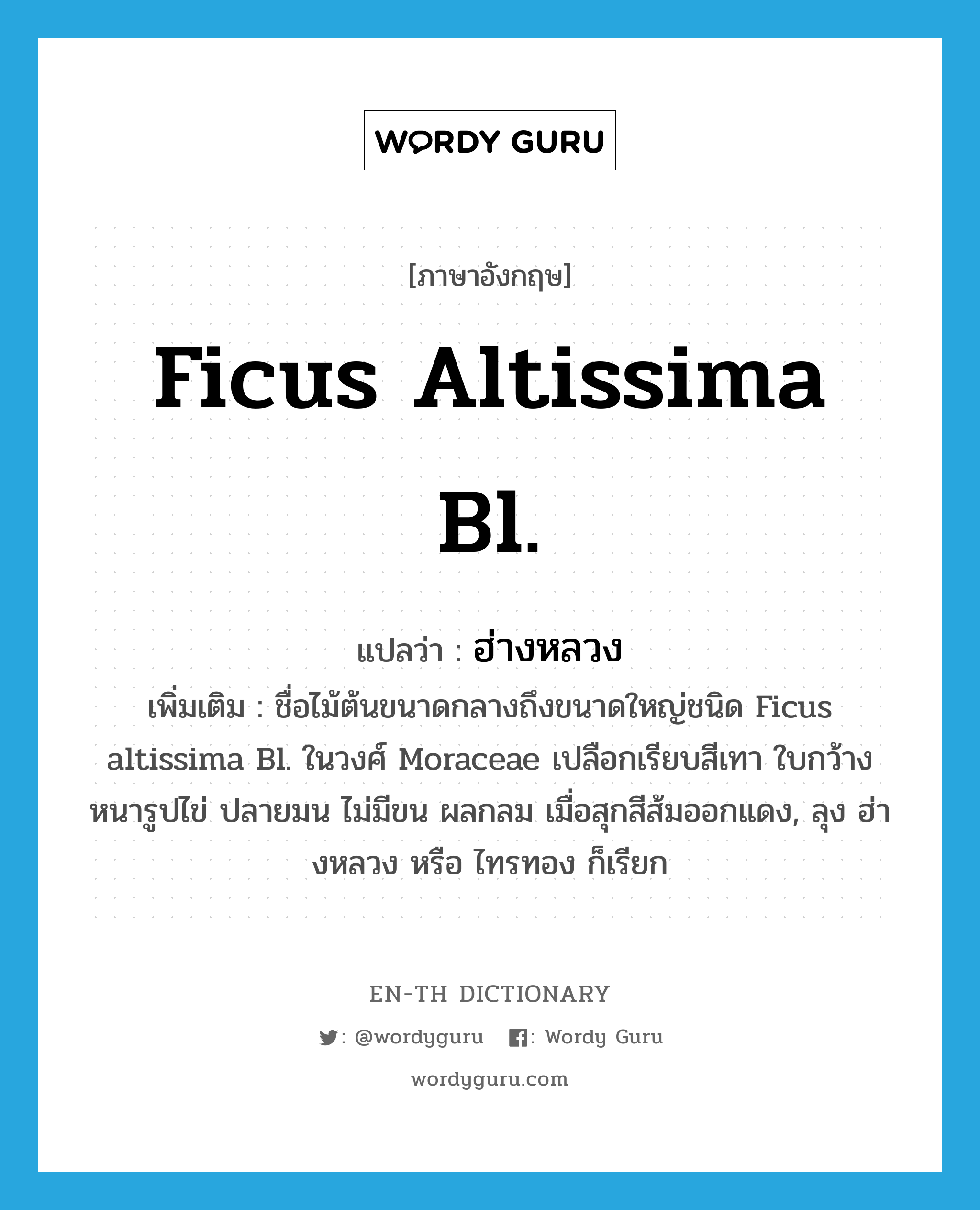 Ficus altissima Bl. แปลว่า?, คำศัพท์ภาษาอังกฤษ Ficus altissima Bl. แปลว่า ฮ่างหลวง ประเภท N เพิ่มเติม ชื่อไม้ต้นขนาดกลางถึงขนาดใหญ่ชนิด Ficus altissima Bl. ในวงศ์ Moraceae เปลือกเรียบสีเทา ใบกว้างหนารูปไข่ ปลายมน ไม่มีขน ผลกลม เมื่อสุกสีส้มออกแดง, ลุง ฮ่างหลวง หรือ ไทรทอง ก็เรียก หมวด N