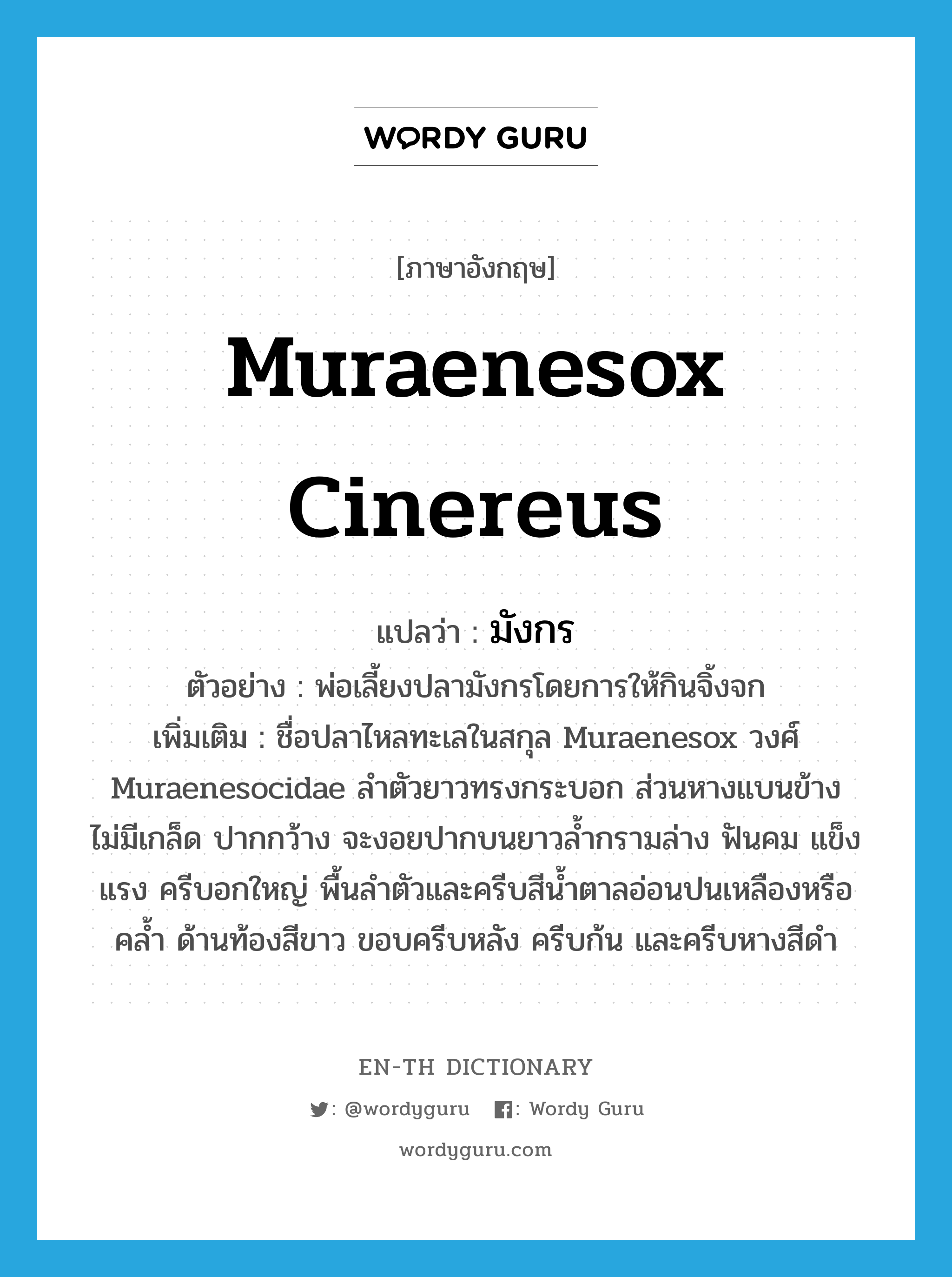 muraenesox cinereus แปลว่า?, คำศัพท์ภาษาอังกฤษ muraenesox cinereus แปลว่า มังกร ประเภท N ตัวอย่าง พ่อเลี้ยงปลามังกรโดยการให้กินจิ้งจก เพิ่มเติม ชื่อปลาไหลทะเลในสกุล Muraenesox วงศ์ Muraenesocidae ลำตัวยาวทรงกระบอก ส่วนหางแบนข้าง ไม่มีเกล็ด ปากกว้าง จะงอยปากบนยาวล้ำกรามล่าง ฟันคม แข็งแรง ครีบอกใหญ่ พื้นลำตัวและครีบสีน้ำตาลอ่อนปนเหลืองหรือคล้ำ ด้านท้องสีขาว ขอบครีบหลัง ครีบก้น และครีบหางสีดำ หมวด N