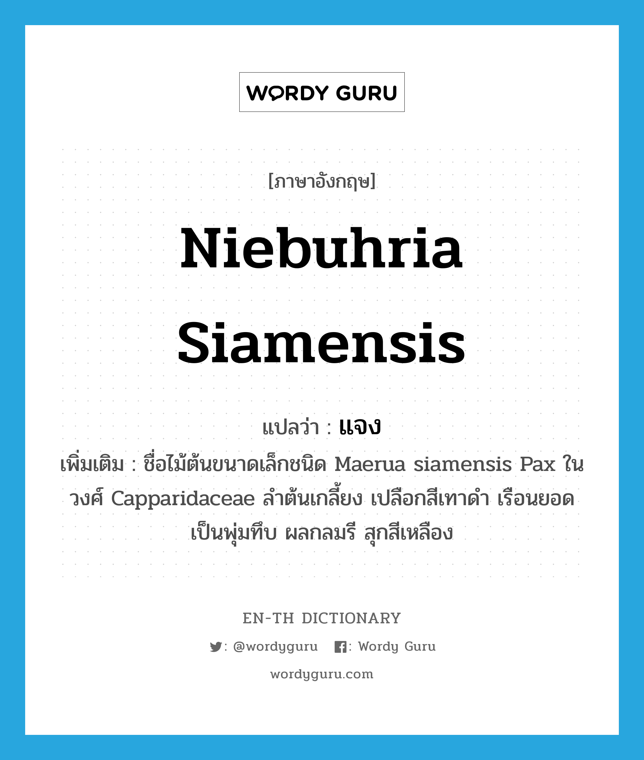 Niebuhria siamensis แปลว่า?, คำศัพท์ภาษาอังกฤษ Niebuhria siamensis แปลว่า แจง ประเภท N เพิ่มเติม ชื่อไม้ต้นขนาดเล็กชนิด Maerua siamensis Pax ในวงศ์ Capparidaceae ลำต้นเกลี้ยง เปลือกสีเทาดำ เรือนยอดเป็นพุ่มทึบ ผลกลมรี สุกสีเหลือง หมวด N