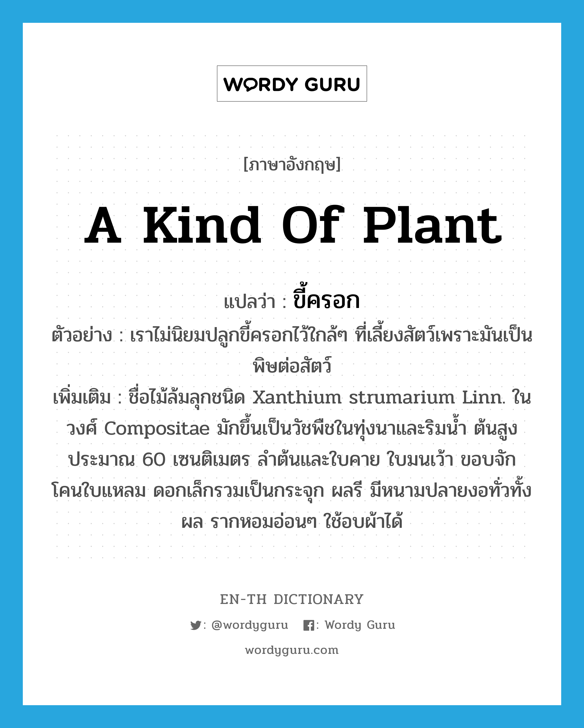 a kind of plant แปลว่า?, คำศัพท์ภาษาอังกฤษ a kind of plant แปลว่า ขี้ครอก ประเภท N ตัวอย่าง เราไม่นิยมปลูกขี้ครอกไว้ใกล้ๆ ที่เลี้ยงสัตว์เพราะมันเป็นพิษต่อสัตว์ เพิ่มเติม ชื่อไม้ล้มลุกชนิด Xanthium strumarium Linn. ในวงศ์ Compositae มักขึ้นเป็นวัชพืชในทุ่งนาและริมน้ำ ต้นสูงประมาณ 60 เซนติเมตร ลำต้นและใบคาย ใบมนเว้า ขอบจัก โคนใบแหลม ดอกเล็กรวมเป็นกระจุก ผลรี มีหนามปลายงอทั่วทั้งผล รากหอมอ่อนๆ ใช้อบผ้าได้ หมวด N