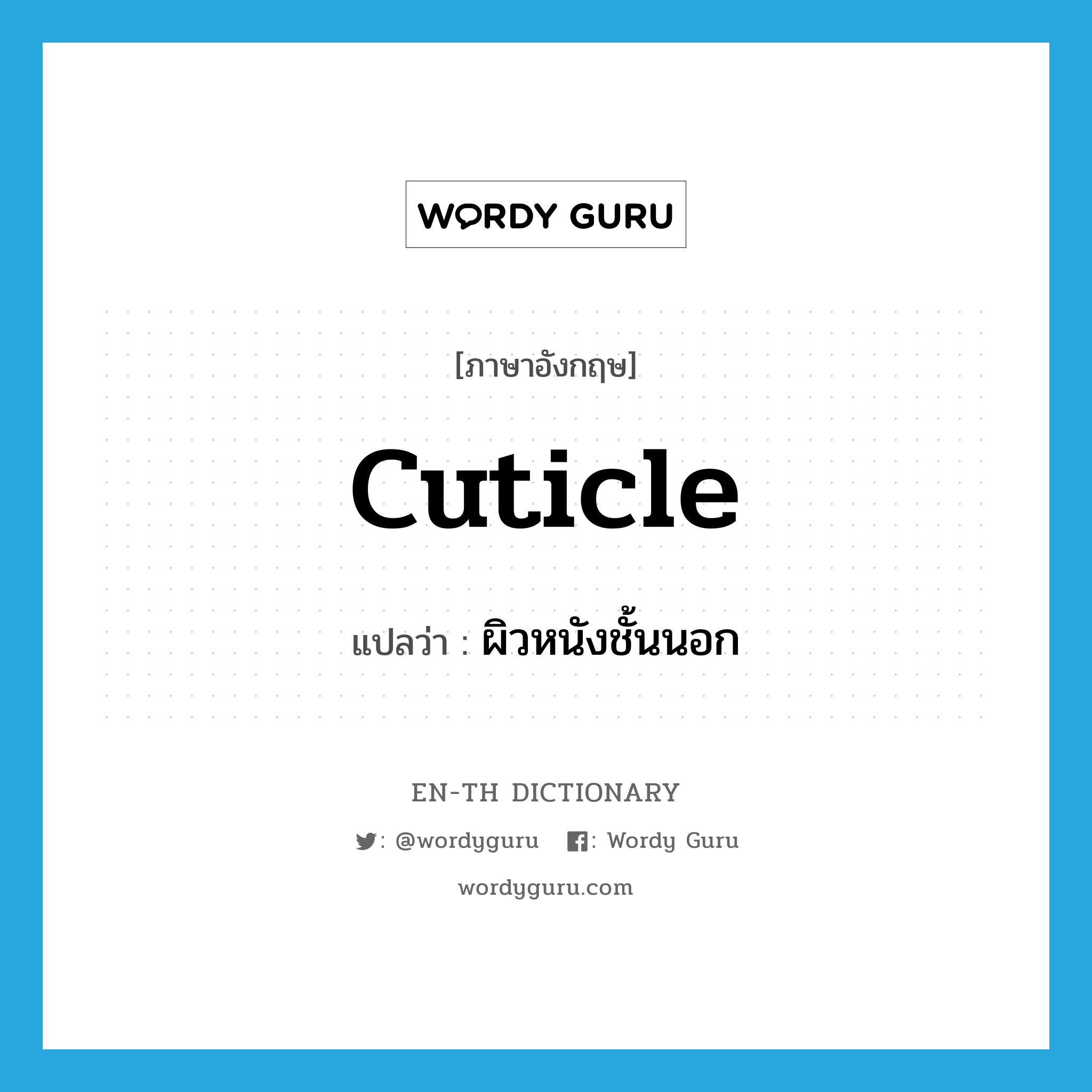 cuticle แปลว่า?, คำศัพท์ภาษาอังกฤษ cuticle แปลว่า ผิวหนังชั้นนอก ประเภท N หมวด N