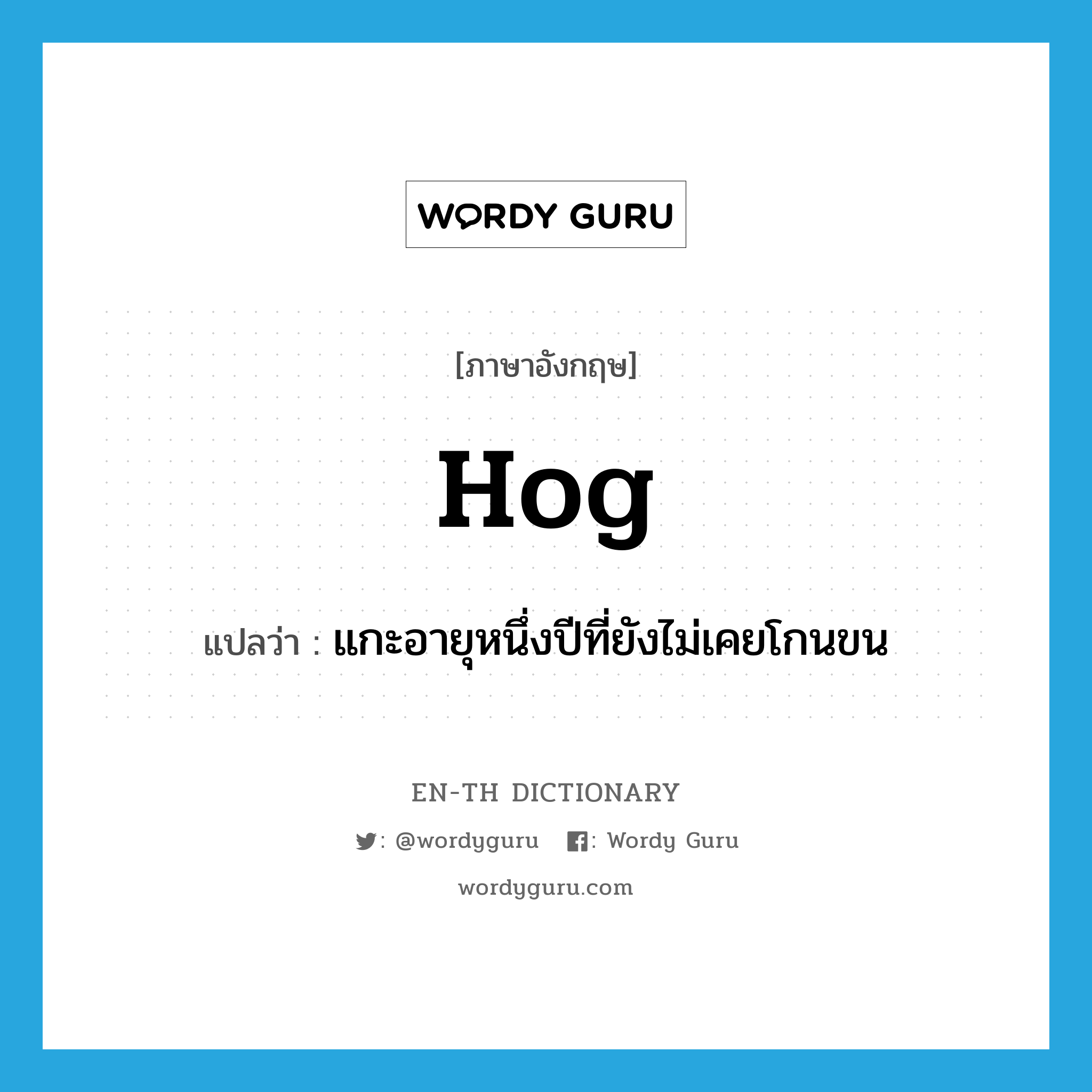 hog แปลว่า?, คำศัพท์ภาษาอังกฤษ hog แปลว่า แกะอายุหนึ่งปีที่ยังไม่เคยโกนขน ประเภท N หมวด N