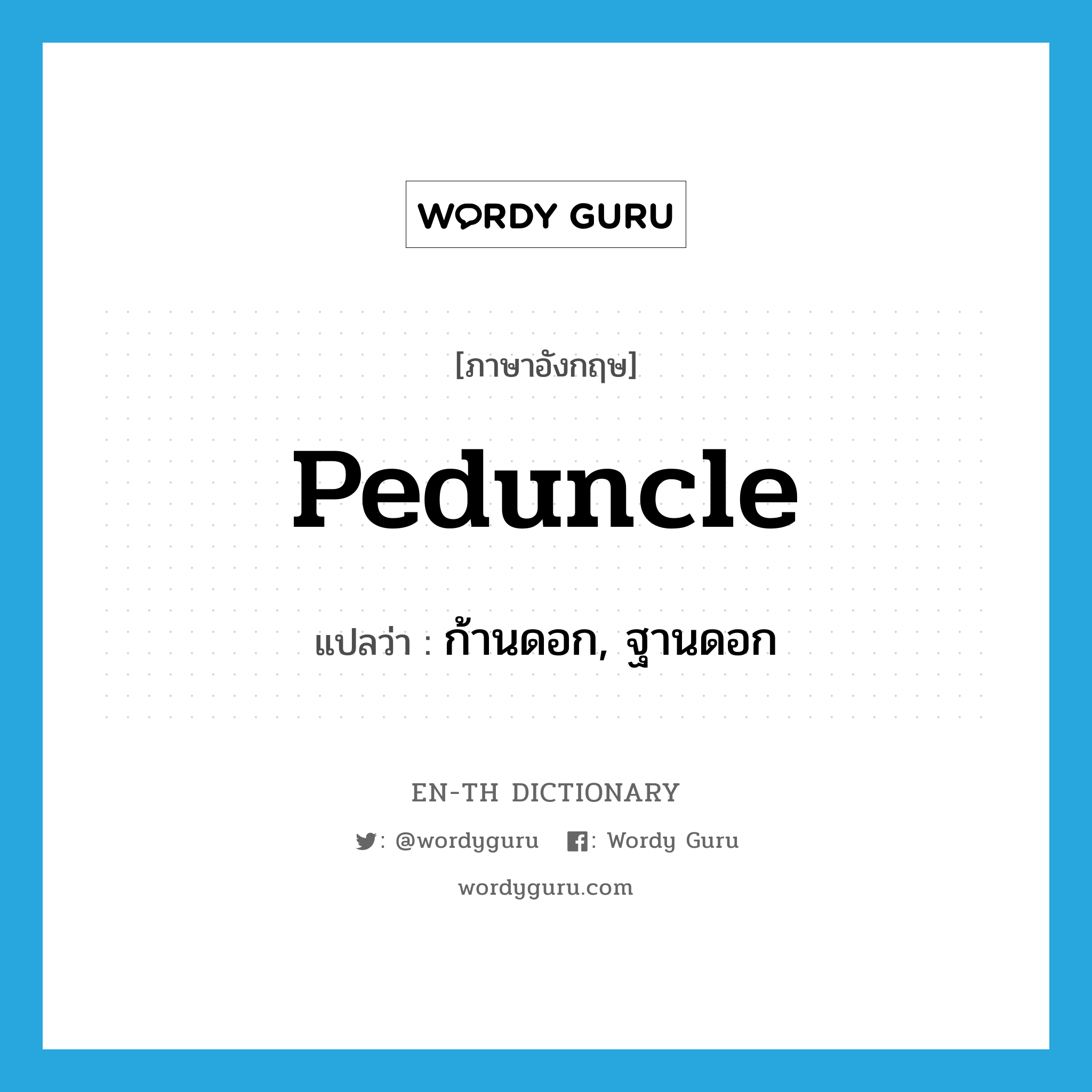 peduncle แปลว่า?, คำศัพท์ภาษาอังกฤษ peduncle แปลว่า ก้านดอก, ฐานดอก ประเภท N หมวด N