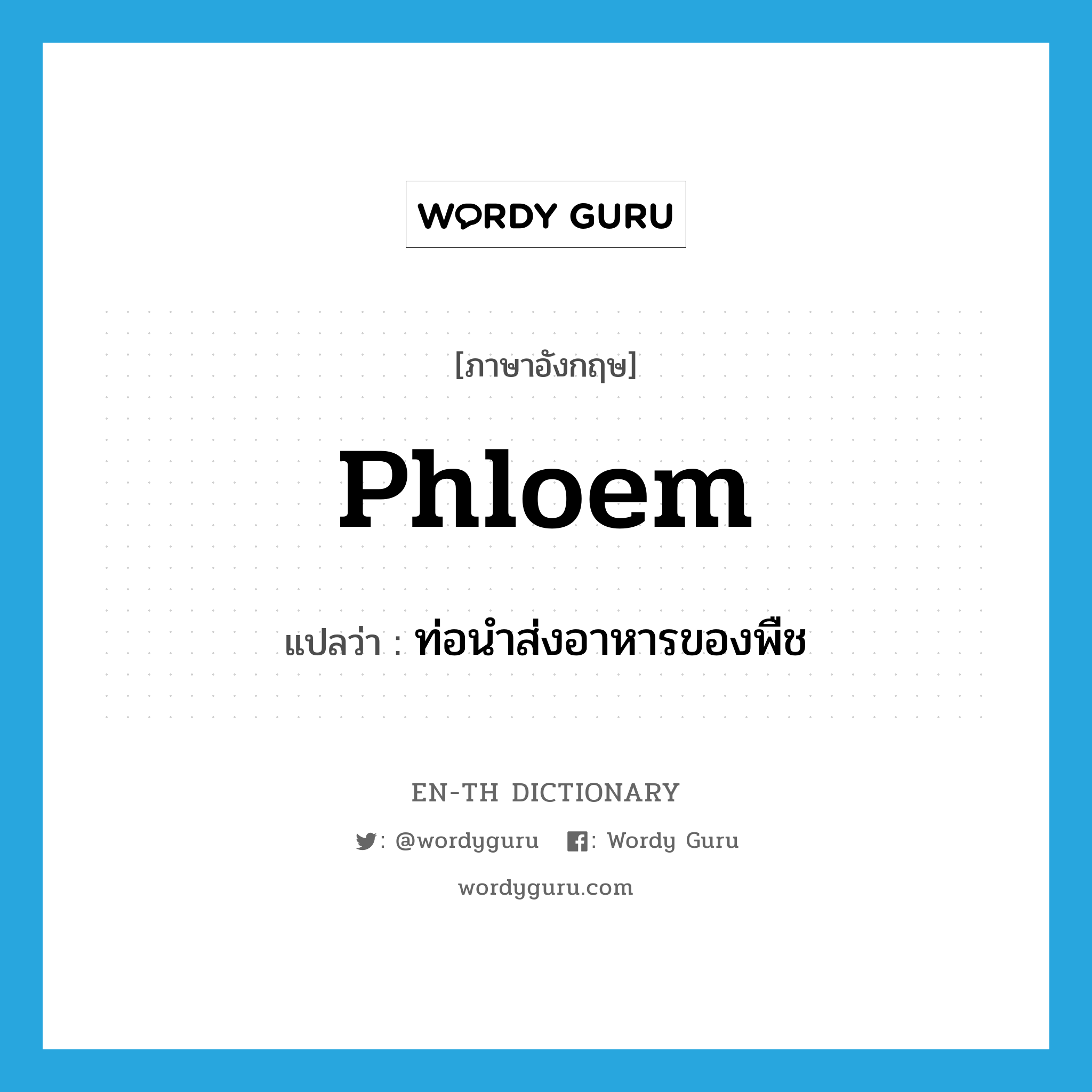 phloem แปลว่า?, คำศัพท์ภาษาอังกฤษ phloem แปลว่า ท่อนำส่งอาหารของพืช ประเภท N หมวด N