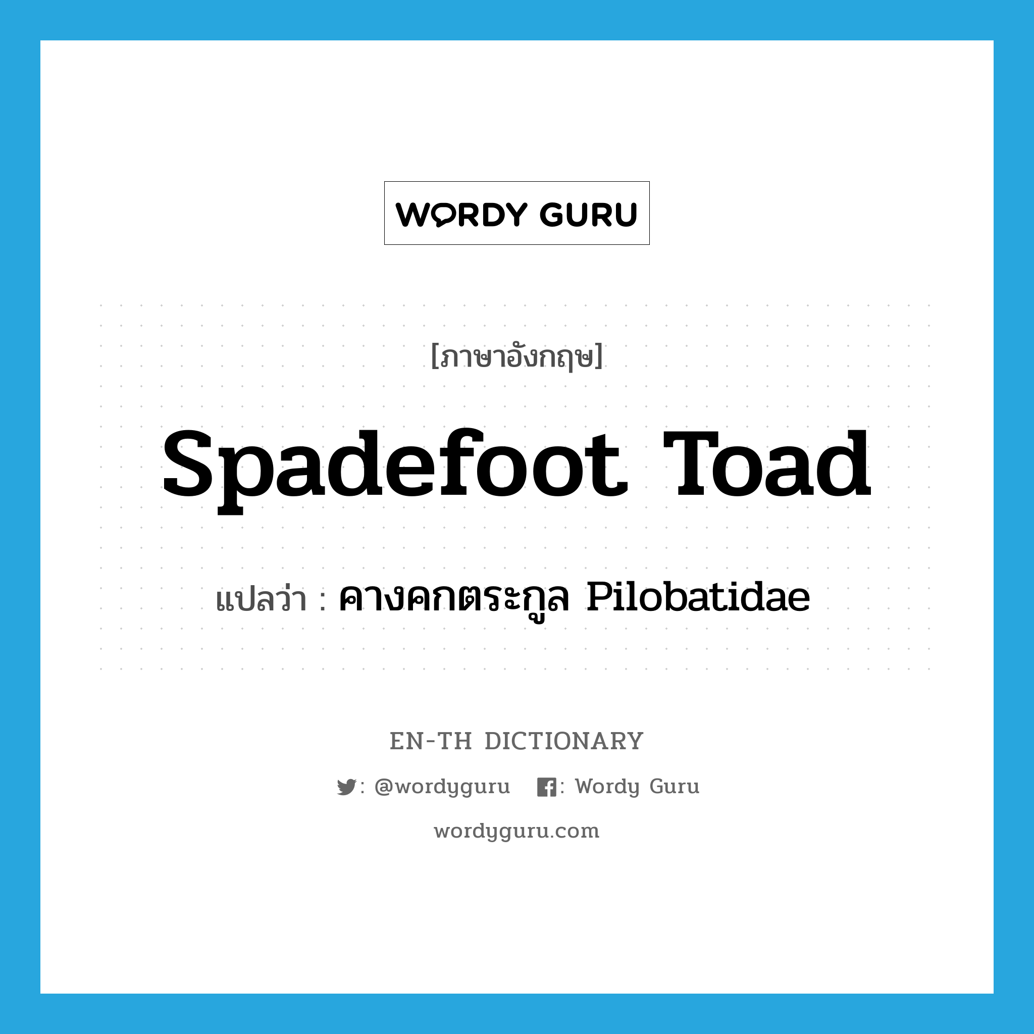 spadefoot toad แปลว่า?, คำศัพท์ภาษาอังกฤษ spadefoot toad แปลว่า คางคกตระกูล Pilobatidae ประเภท N หมวด N