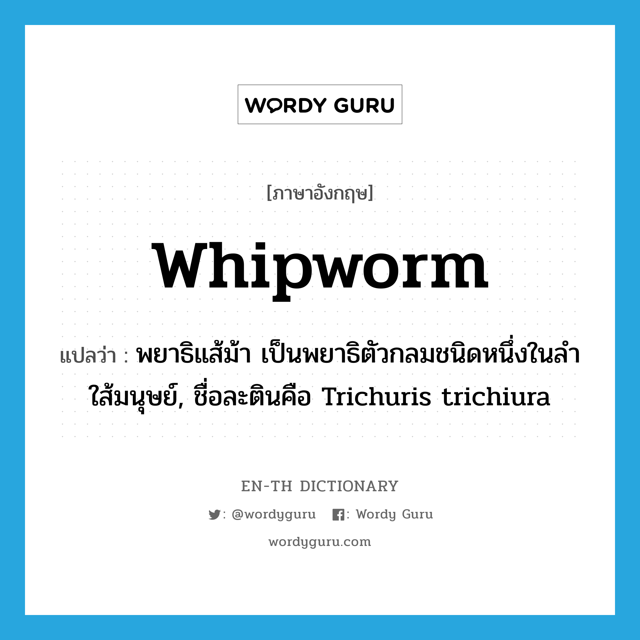 whipworm แปลว่า?, คำศัพท์ภาษาอังกฤษ whipworm แปลว่า พยาธิแส้ม้า เป็นพยาธิตัวกลมชนิดหนึ่งในลำใส้มนุษย์, ชื่อละตินคือ Trichuris trichiura ประเภท N หมวด N