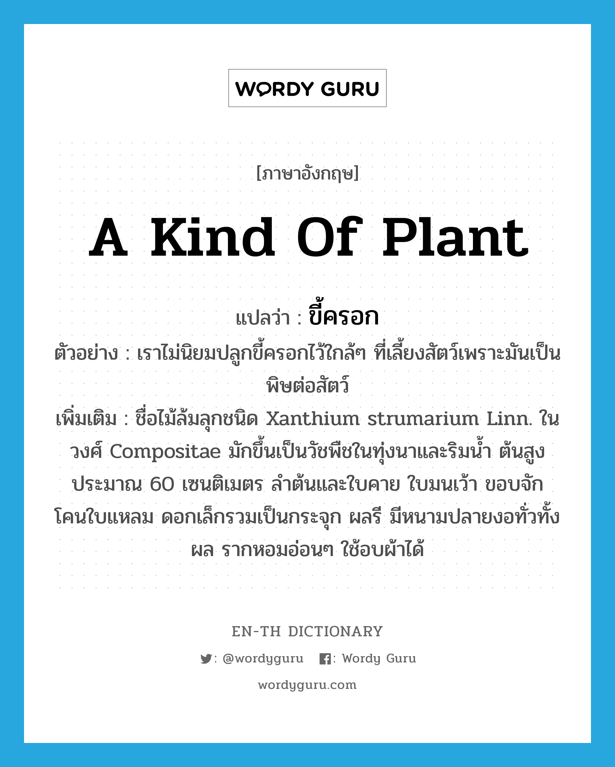 ขี้ครอก ภาษาอังกฤษ?, คำศัพท์ภาษาอังกฤษ ขี้ครอก แปลว่า a kind of plant ประเภท N ตัวอย่าง เราไม่นิยมปลูกขี้ครอกไว้ใกล้ๆ ที่เลี้ยงสัตว์เพราะมันเป็นพิษต่อสัตว์ เพิ่มเติม ชื่อไม้ล้มลุกชนิด Xanthium strumarium Linn. ในวงศ์ Compositae มักขึ้นเป็นวัชพืชในทุ่งนาและริมน้ำ ต้นสูงประมาณ 60 เซนติเมตร ลำต้นและใบคาย ใบมนเว้า ขอบจัก โคนใบแหลม ดอกเล็กรวมเป็นกระจุก ผลรี มีหนามปลายงอทั่วทั้งผล รากหอมอ่อนๆ ใช้อบผ้าได้ หมวด N