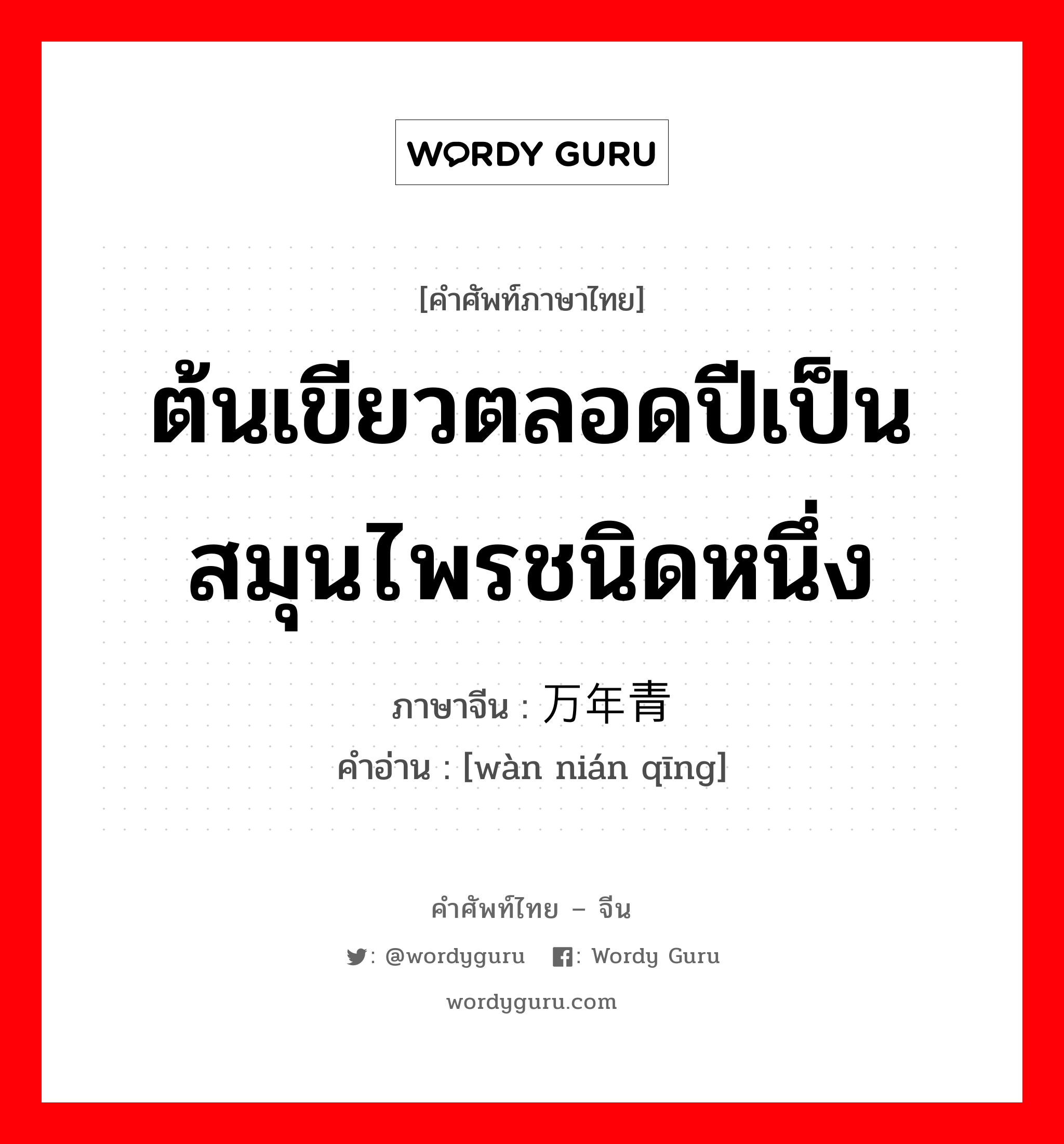 ต้นเขียวตลอดปีเป็นสมุนไพรชนิดหนึ่ง ภาษาจีนคืออะไร, คำศัพท์ภาษาไทย - จีน ต้นเขียวตลอดปีเป็นสมุนไพรชนิดหนึ่ง ภาษาจีน 万年青 คำอ่าน [wàn nián qīng]