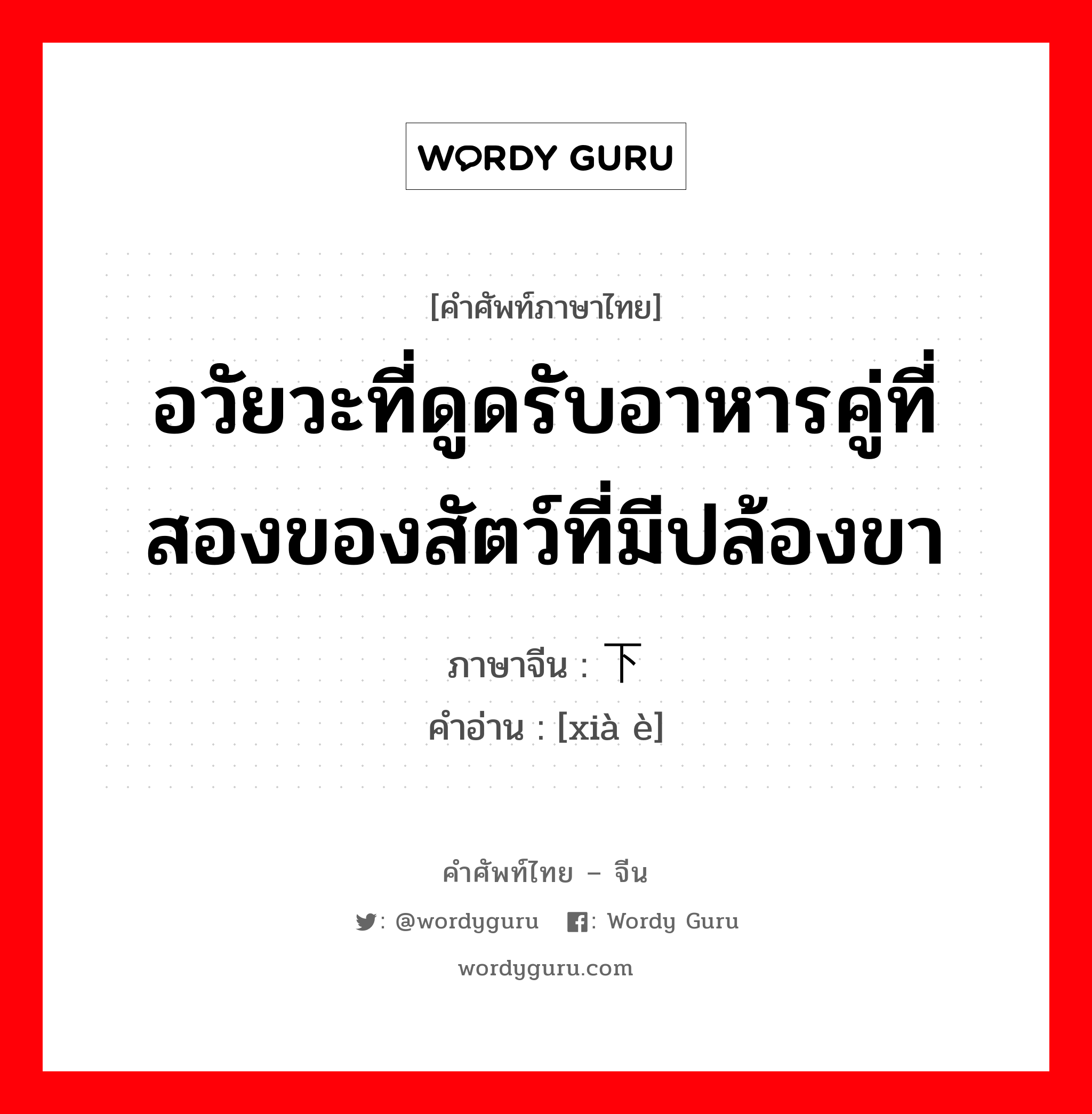 อวัยวะที่ดูดรับอาหารคู่ที่สองของสัตว์ที่มีปล้องขา ภาษาจีนคืออะไร, คำศัพท์ภาษาไทย - จีน อวัยวะที่ดูดรับอาหารคู่ที่สองของสัตว์ที่มีปล้องขา ภาษาจีน 下颚 คำอ่าน [xià è]