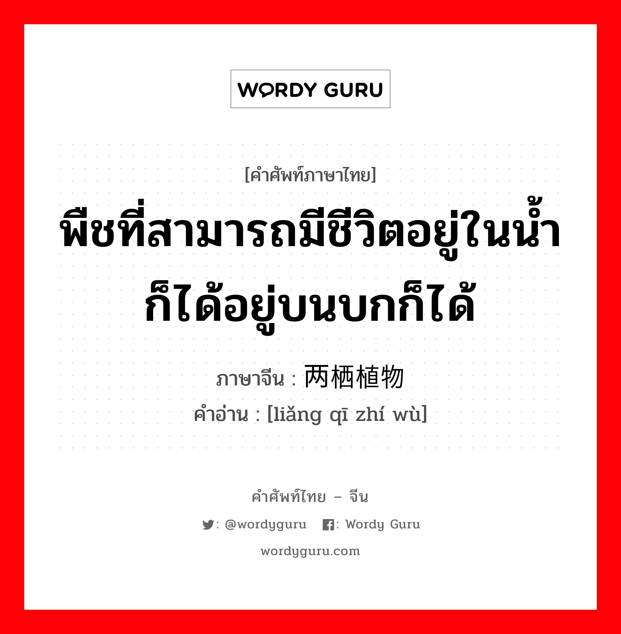 พืชที่สามารถมีชีวิตอยู่ในน้ำก็ได้อยู่บนบกก็ได้ ภาษาจีนคืออะไร, คำศัพท์ภาษาไทย - จีน พืชที่สามารถมีชีวิตอยู่ในน้ำก็ได้อยู่บนบกก็ได้ ภาษาจีน 两栖植物 คำอ่าน [liǎng qī zhí wù]