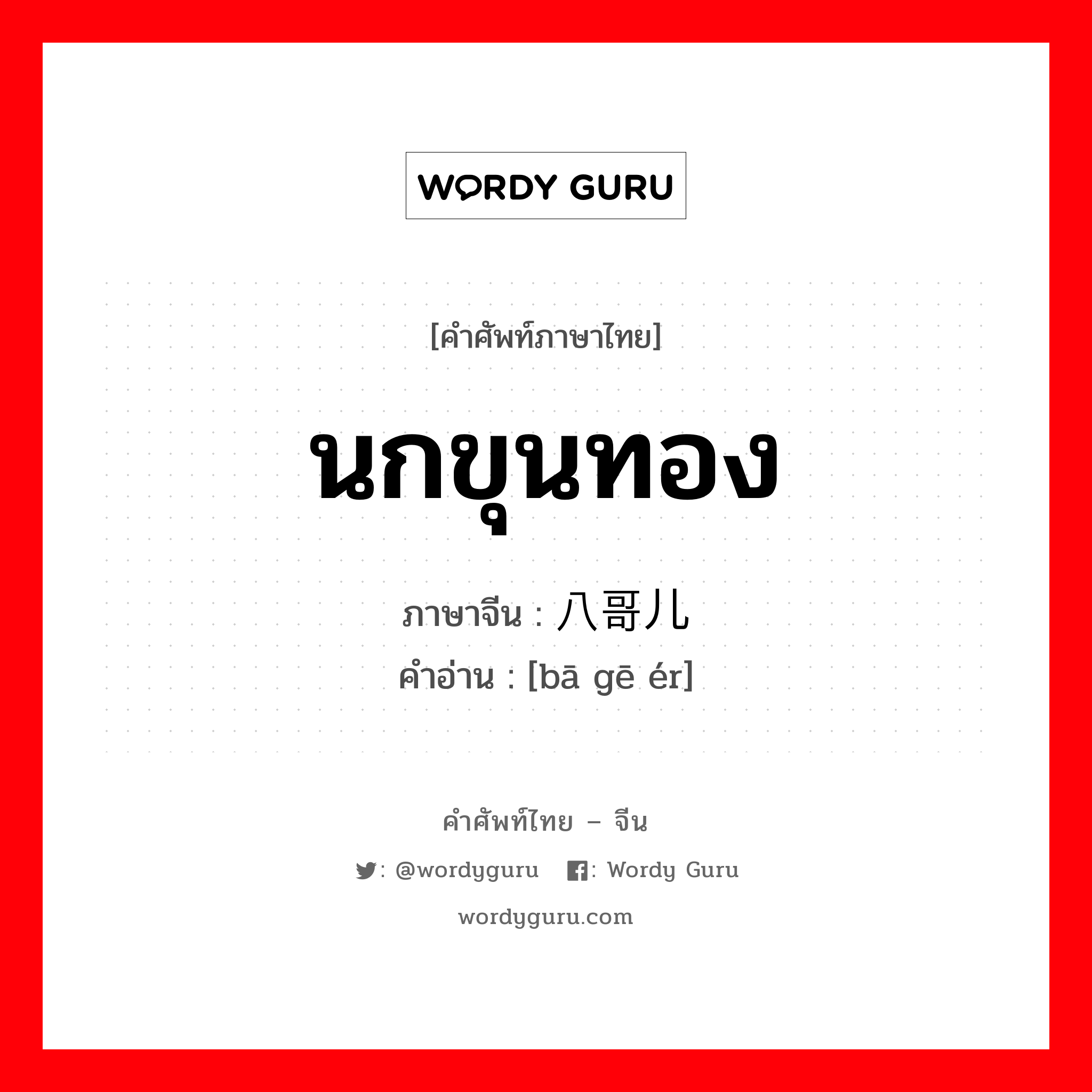 นกขุนทอง ภาษาจีนคืออะไร, คำศัพท์ภาษาไทย - จีน นกขุนทอง ภาษาจีน 八哥儿 คำอ่าน [bā gē ér]