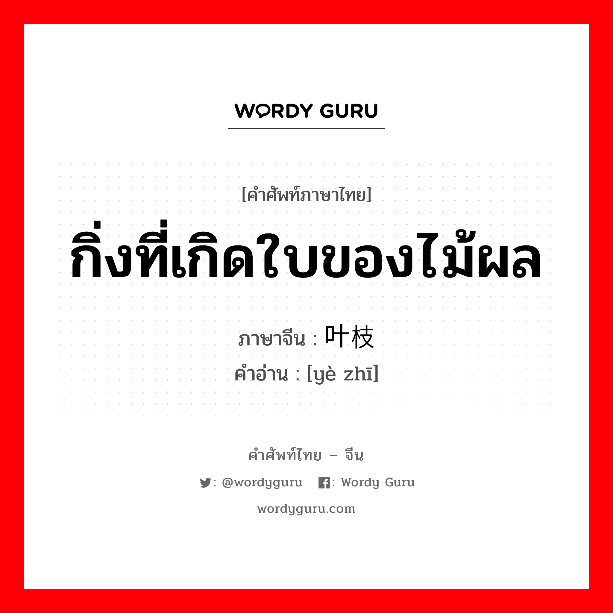 กิ่งที่เกิดใบของไม้ผล ภาษาจีนคืออะไร, คำศัพท์ภาษาไทย - จีน กิ่งที่เกิดใบของไม้ผล ภาษาจีน 叶枝 คำอ่าน [yè zhī]