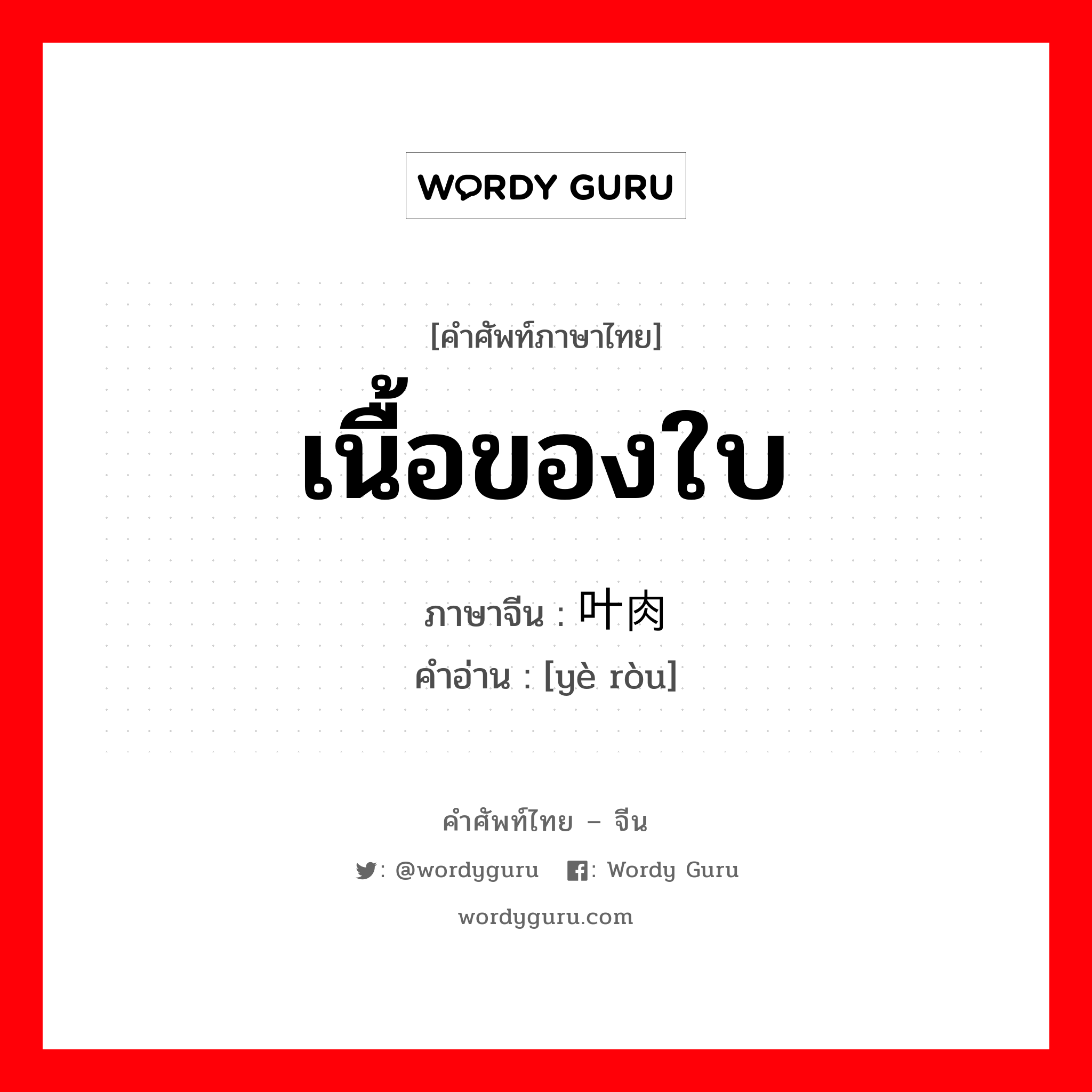 เนื้อของใบ ภาษาจีนคืออะไร, คำศัพท์ภาษาไทย - จีน เนื้อของใบ ภาษาจีน 叶肉 คำอ่าน [yè ròu]