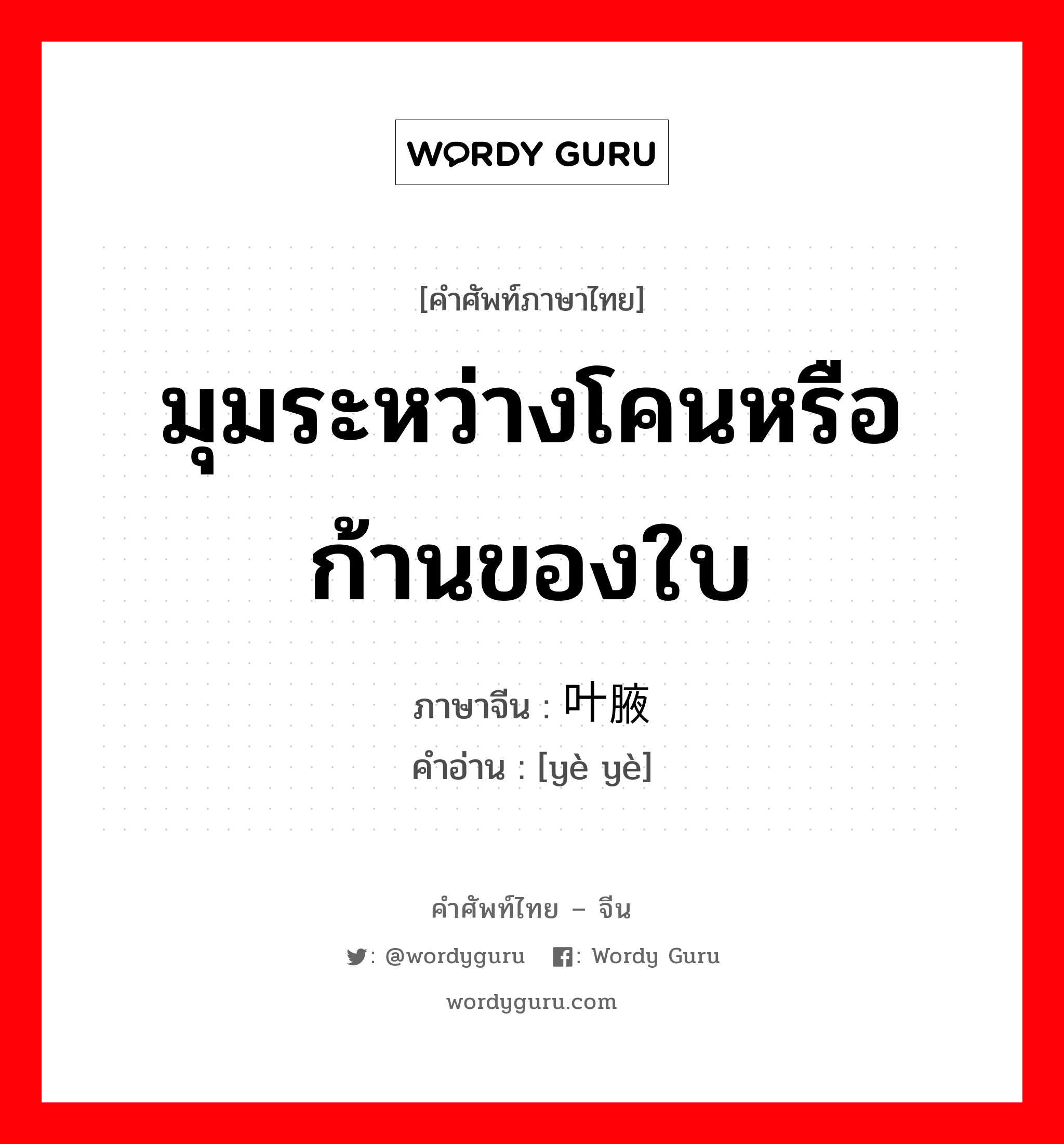 มุมระหว่างโคนหรือก้านของใบ ภาษาจีนคืออะไร, คำศัพท์ภาษาไทย - จีน มุมระหว่างโคนหรือก้านของใบ ภาษาจีน 叶腋 คำอ่าน [yè yè]