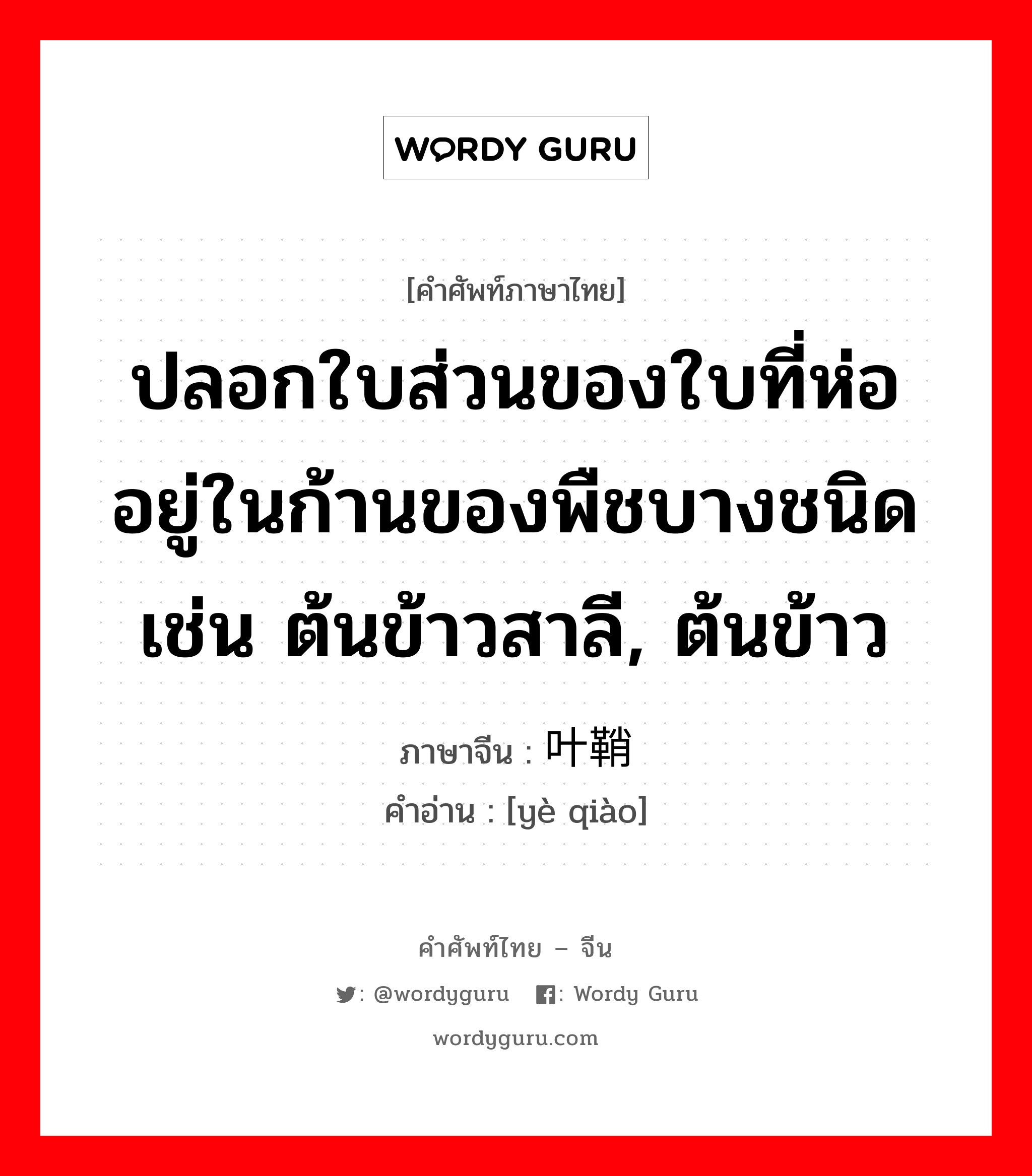 ปลอกใบส่วนของใบที่ห่ออยู่ในก้านของพืชบางชนิดเช่น ต้นข้าวสาลี, ต้นข้าว ภาษาจีนคืออะไร, คำศัพท์ภาษาไทย - จีน ปลอกใบส่วนของใบที่ห่ออยู่ในก้านของพืชบางชนิดเช่น ต้นข้าวสาลี, ต้นข้าว ภาษาจีน 叶鞘 คำอ่าน [yè qiào]