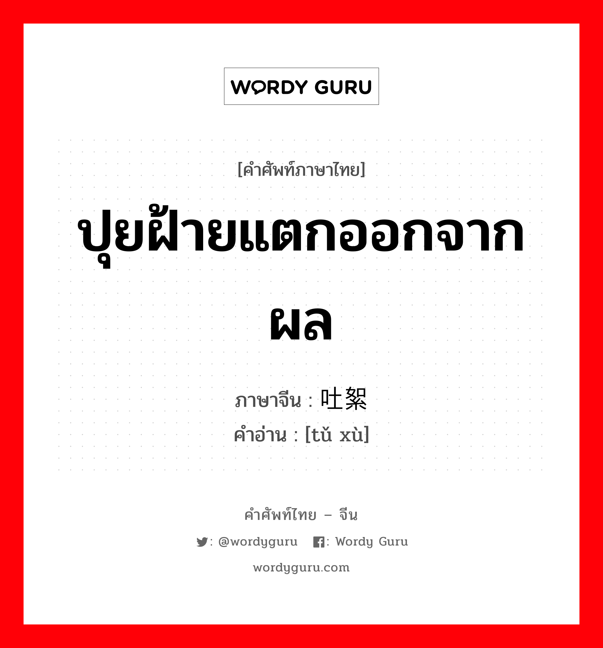 ปุยฝ้ายแตกออกจากผล ภาษาจีนคืออะไร, คำศัพท์ภาษาไทย - จีน ปุยฝ้ายแตกออกจากผล ภาษาจีน 吐絮 คำอ่าน [tǔ xù]