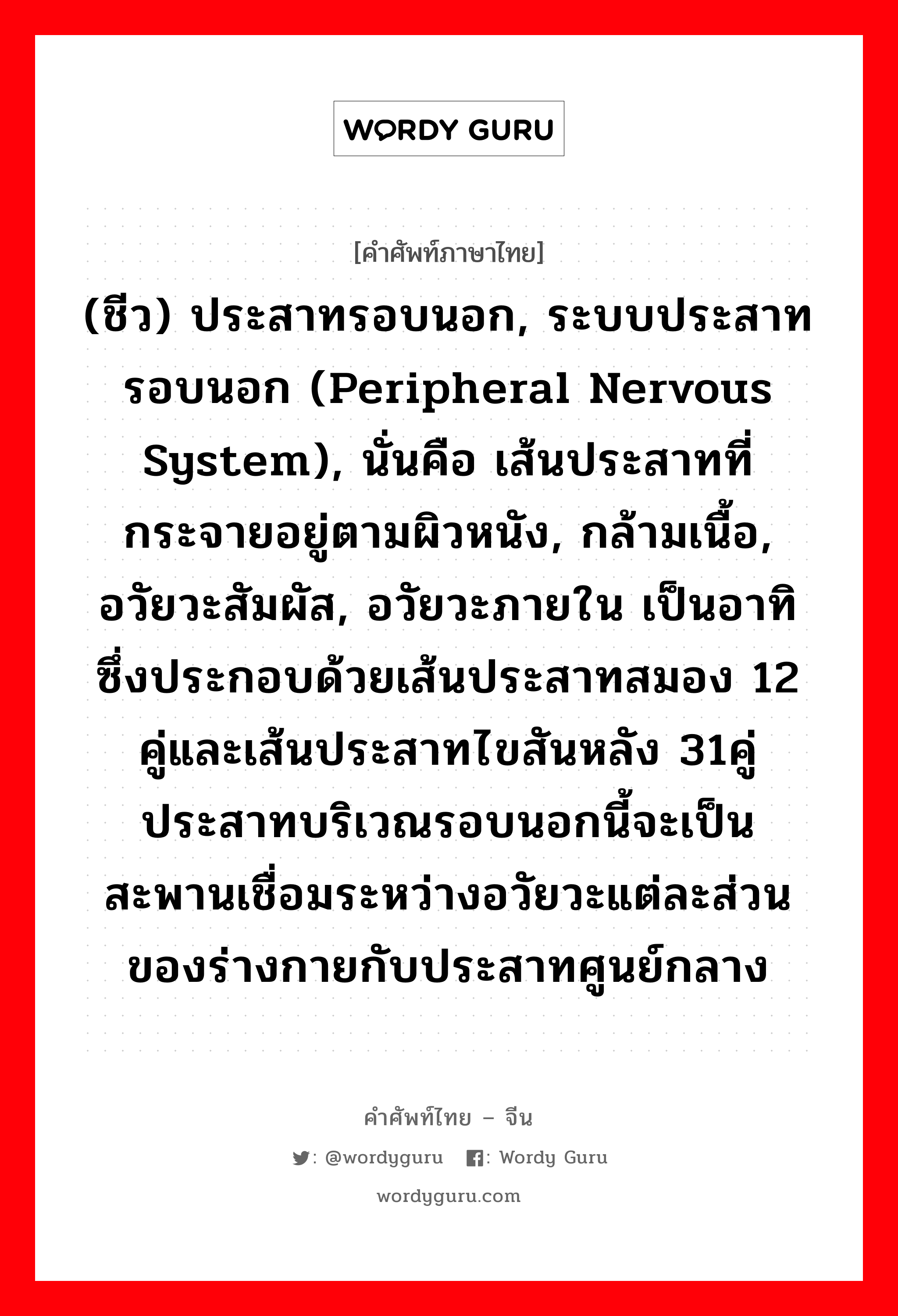 (ชีว) ประสาทรอบนอก, ระบบประสาทรอบนอก (peripheral nervous system), นั่นคือ เส้นประสาทที่กระจายอยู่ตามผิวหนัง, กล้ามเนื้อ, อวัยวะสัมผัส, อวัยวะภายใน เป็นอาทิ ซึ่งประกอบด้วยเส้นประสาทสมอง 12 คู่และเส้นประสาทไขสันหลัง 31คู่ประสาทบริเวณรอบนอกนี้จะเป็นสะพานเชื่อมระหว่างอวัยวะแต่ละส่วนของร่างกายกับประสาทศูนย์กลาง ภาษาจีนคืออะไร, คำศัพท์ภาษาไทย - จีน (ชีว) ประสาทรอบนอก, ระบบประสาทรอบนอก (peripheral nervous system), นั่นคือ เส้นประสาทที่กระจายอยู่ตามผิวหนัง, กล้ามเนื้อ, อวัยวะสัมผัส, อวัยวะภายใน เป็นอาทิ ซึ่งประกอบด้วยเส้นประสาทสมอง 12 คู่และเส้นประสาทไขสันหลัง 31คู่ประสาทบริเวณรอบนอกนี้จะเป็นสะพานเชื่อมระหว่างอวัยวะแต่ละส่วนของร่างกายกับประสาทศูนย์กลาง ภาษาจีน 周围神经 คำอ่าน [zhōu wéi shén jīng]