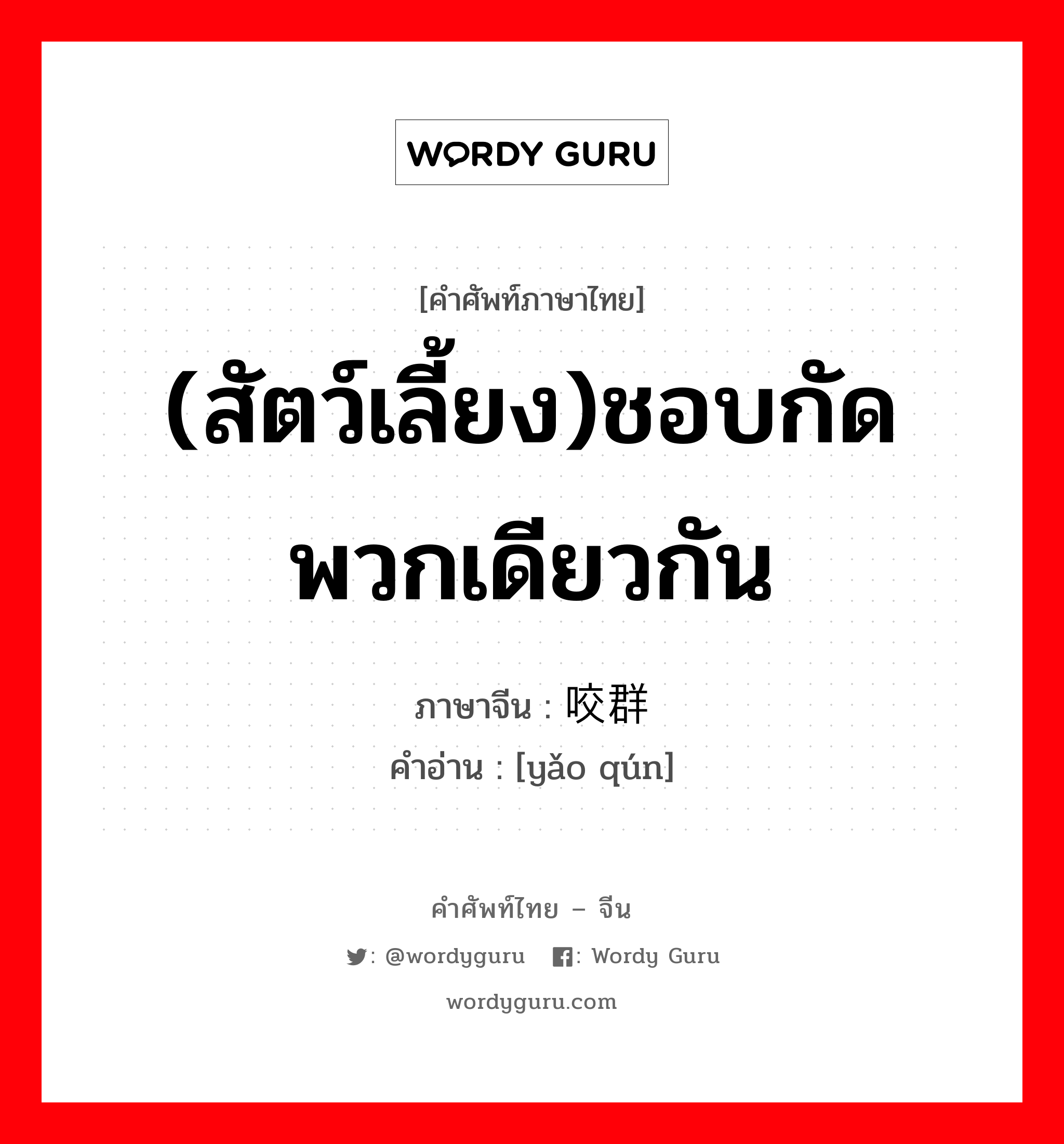 (สัตว์เลี้ยง)ชอบกัดพวกเดียวกัน ภาษาจีนคืออะไร, คำศัพท์ภาษาไทย - จีน (สัตว์เลี้ยง)ชอบกัดพวกเดียวกัน ภาษาจีน 咬群 คำอ่าน [yǎo qún]