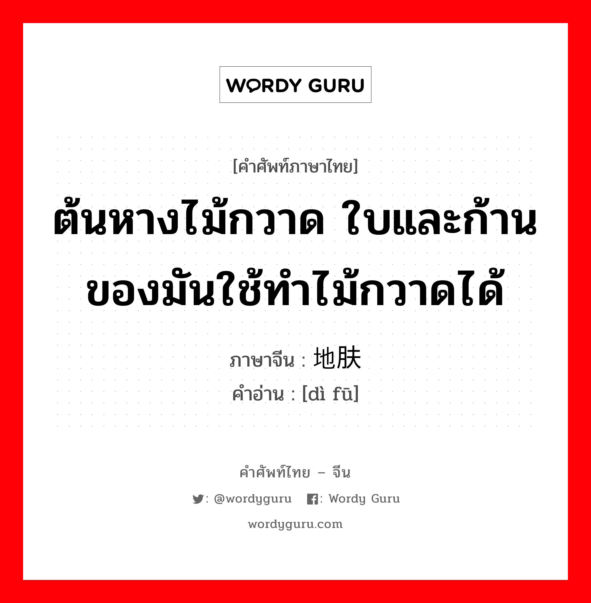 ต้นหางไม้กวาด ใบและก้านของมันใช้ทำไม้กวาดได้ ภาษาจีนคืออะไร, คำศัพท์ภาษาไทย - จีน ต้นหางไม้กวาด ใบและก้านของมันใช้ทำไม้กวาดได้ ภาษาจีน 地肤 คำอ่าน [dì fū]