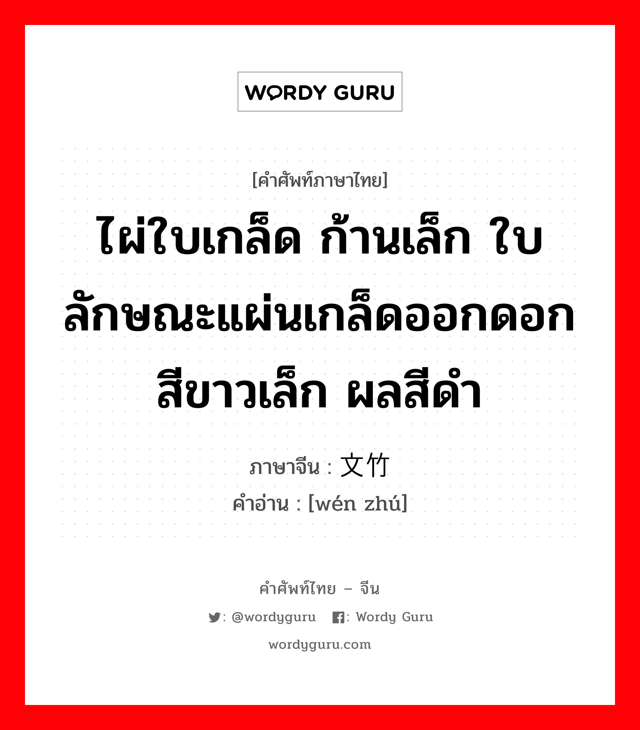 ไผ่ใบเกล็ด ก้านเล็ก ใบลักษณะแผ่นเกล็ดออกดอกสีขาวเล็ก ผลสีดำ ภาษาจีนคืออะไร, คำศัพท์ภาษาไทย - จีน ไผ่ใบเกล็ด ก้านเล็ก ใบลักษณะแผ่นเกล็ดออกดอกสีขาวเล็ก ผลสีดำ ภาษาจีน 文竹 คำอ่าน [wén zhú]