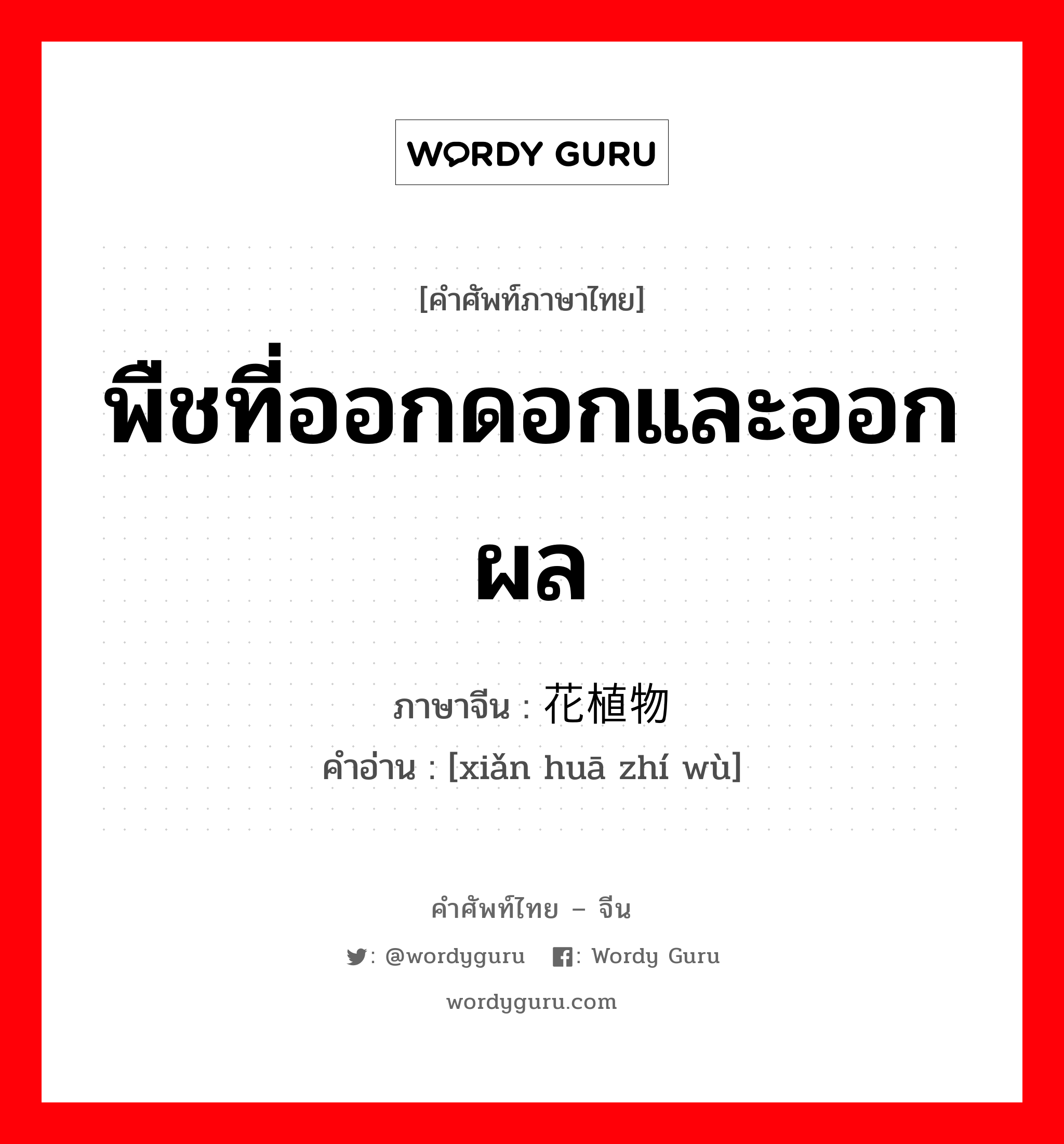 พืชที่ออกดอกและออกผล ภาษาจีนคืออะไร, คำศัพท์ภาษาไทย - จีน พืชที่ออกดอกและออกผล ภาษาจีน 显花植物 คำอ่าน [xiǎn huā zhí wù]