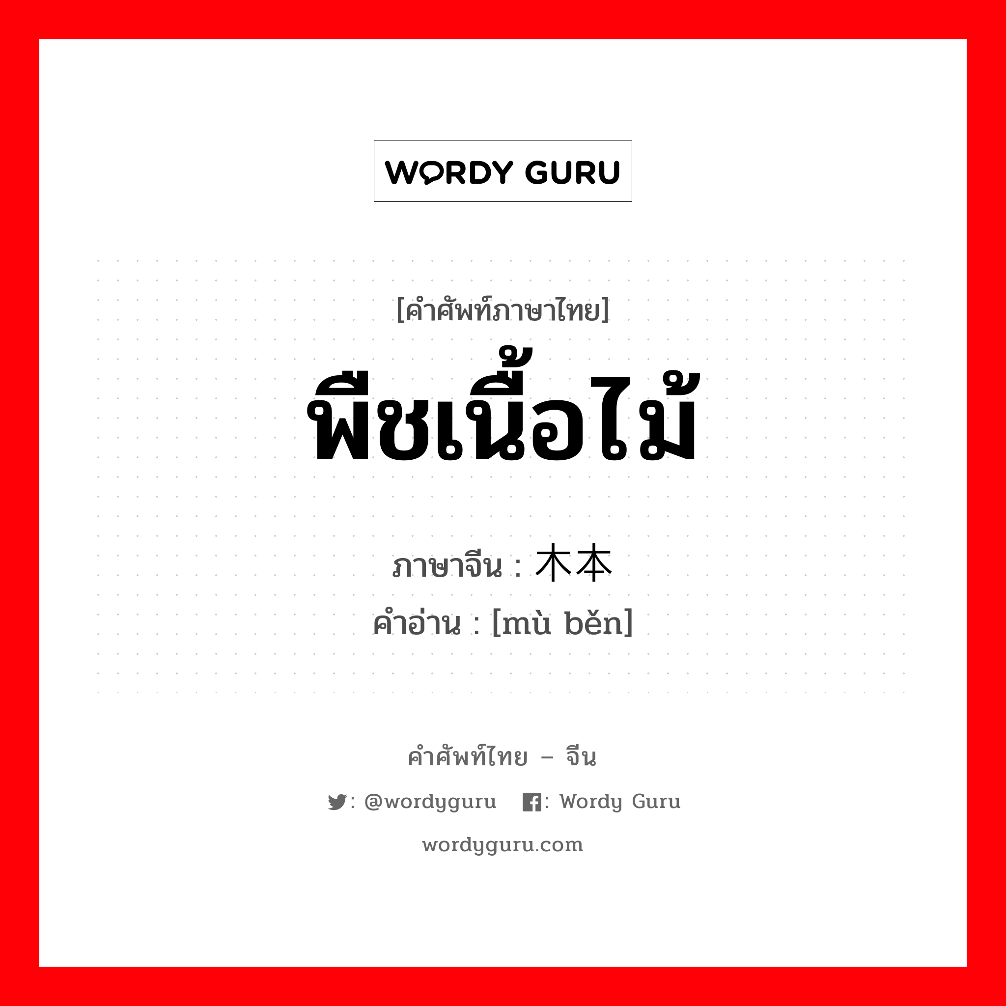 พืชเนื้อไม้ ภาษาจีนคืออะไร, คำศัพท์ภาษาไทย - จีน พืชเนื้อไม้ ภาษาจีน 木本 คำอ่าน [mù běn]