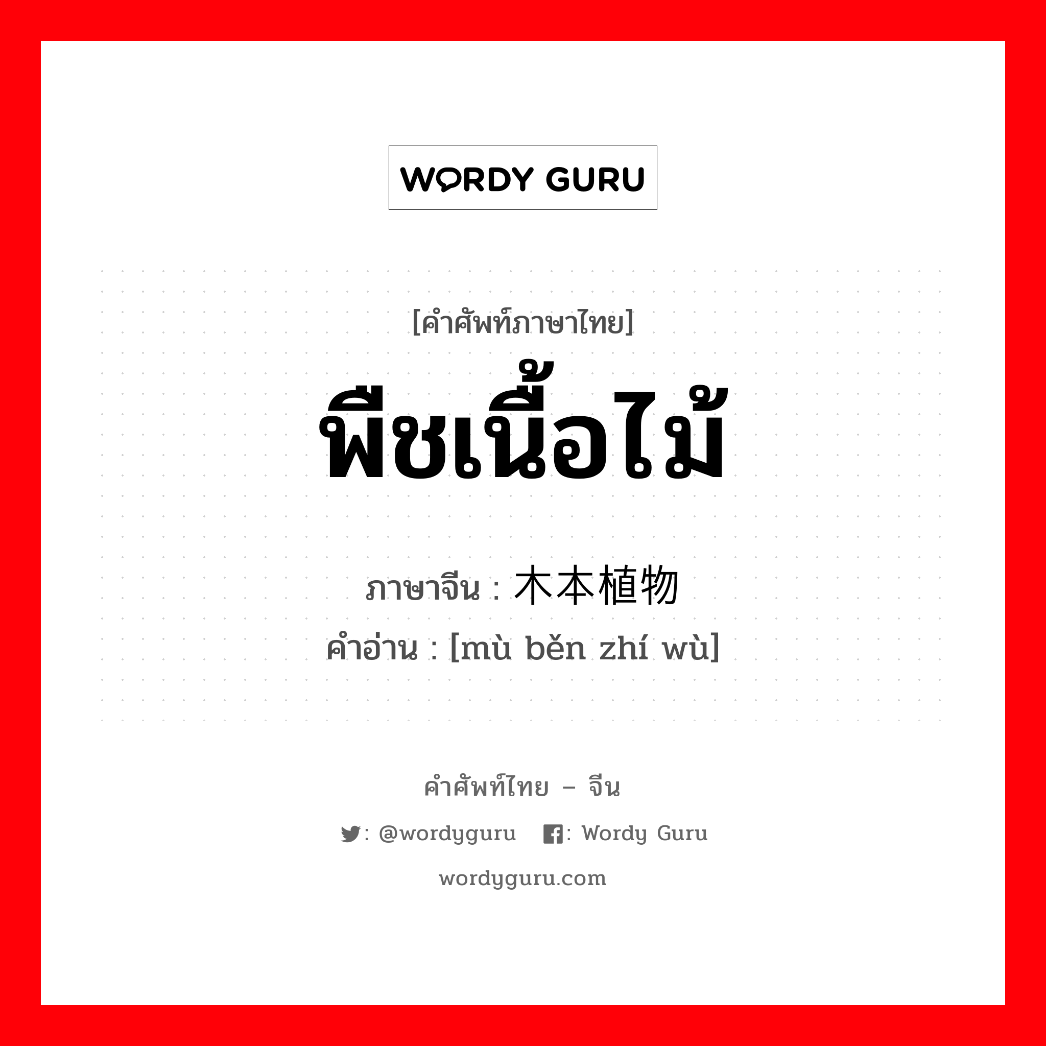 พืชเนื้อไม้ ภาษาจีนคืออะไร, คำศัพท์ภาษาไทย - จีน พืชเนื้อไม้ ภาษาจีน 木本植物 คำอ่าน [mù běn zhí wù]