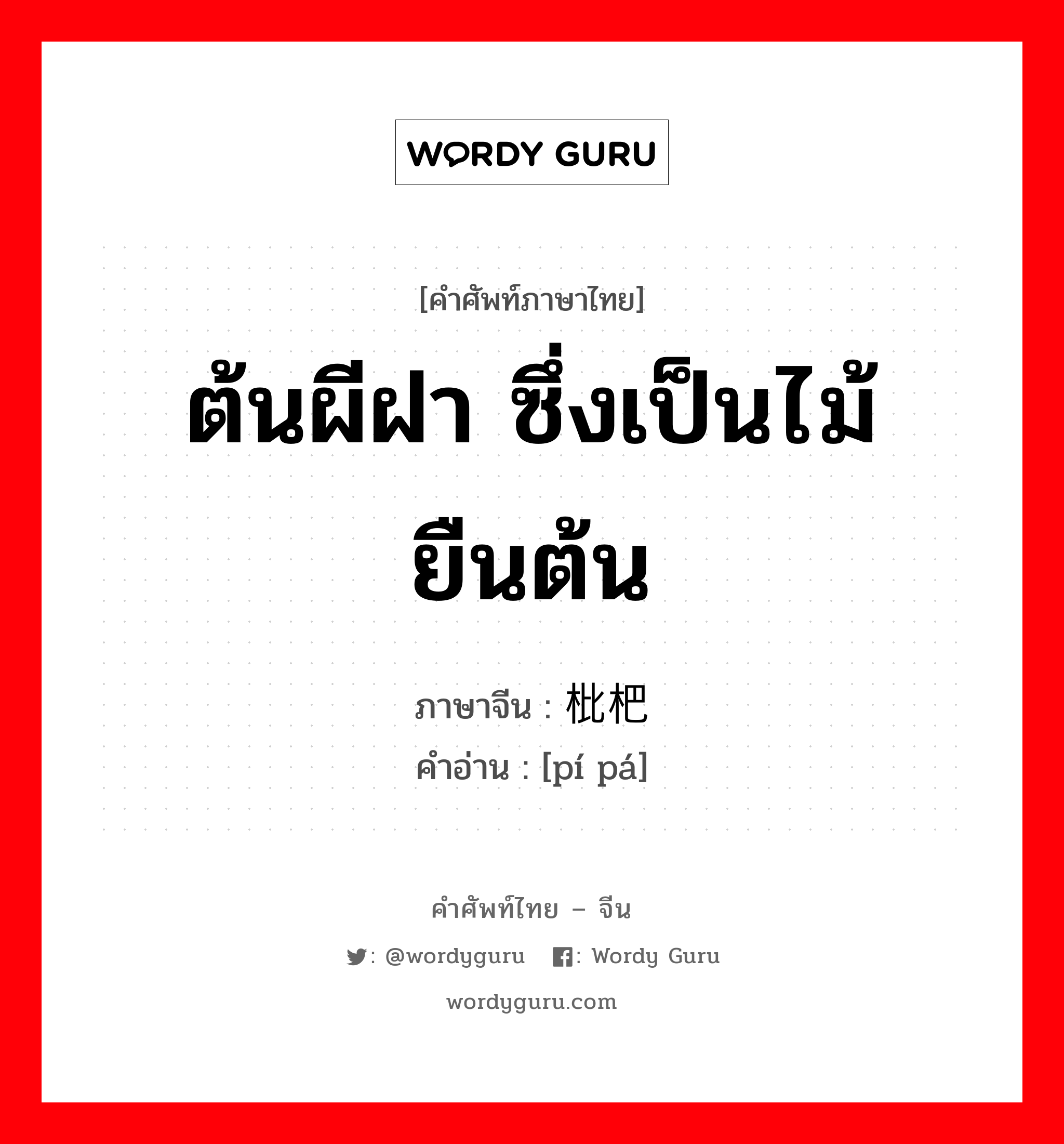 ต้นผีฝา ซึ่งเป็นไม้ยืนต้น ภาษาจีนคืออะไร, คำศัพท์ภาษาไทย - จีน ต้นผีฝา ซึ่งเป็นไม้ยืนต้น ภาษาจีน 枇杷 คำอ่าน [pí pá]