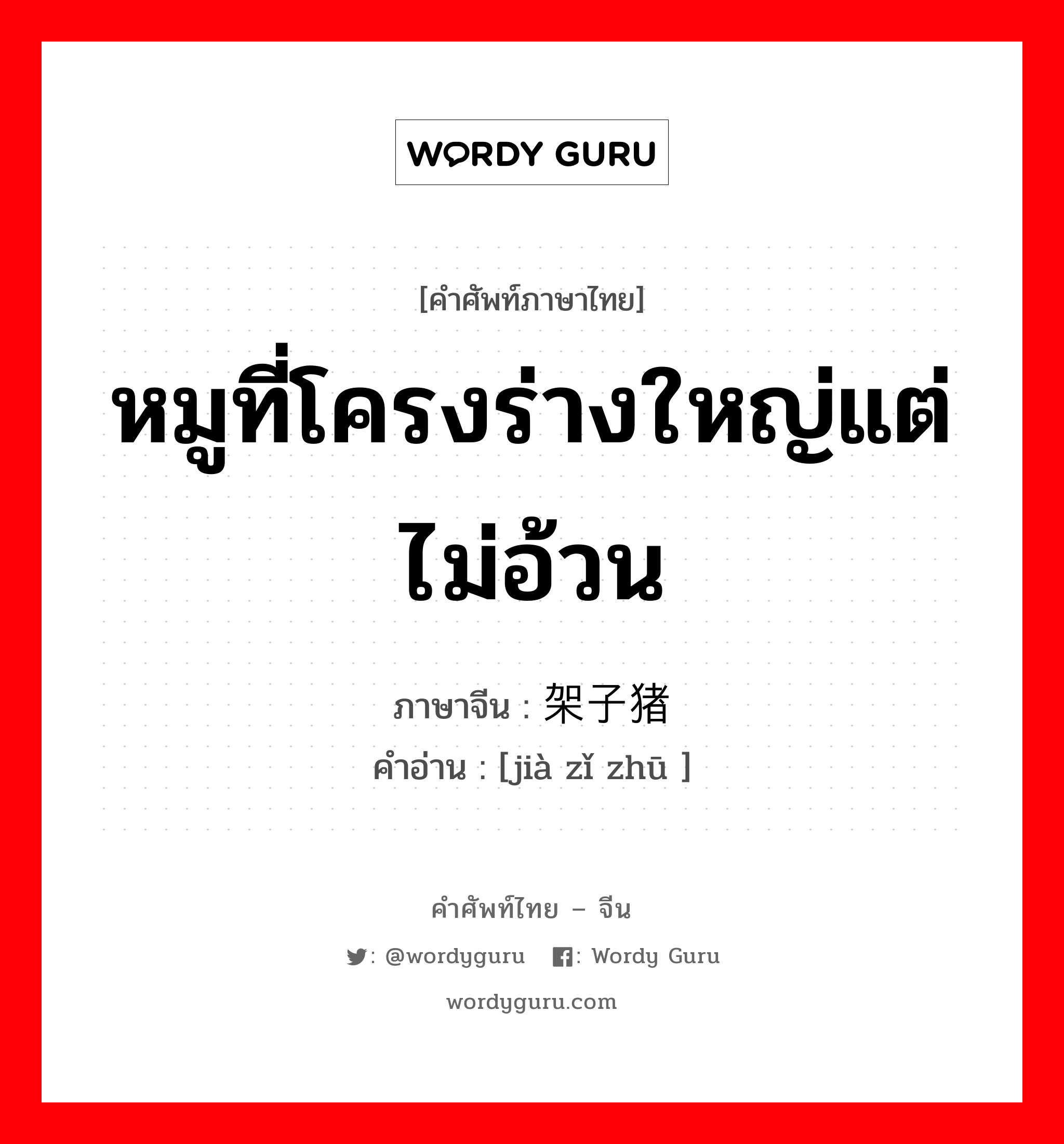 หมูที่โครงร่างใหญ่แต่ไม่อ้วน ภาษาจีนคืออะไร, คำศัพท์ภาษาไทย - จีน หมูที่โครงร่างใหญ่แต่ไม่อ้วน ภาษาจีน 架子猪 คำอ่าน [jià zǐ zhū ]