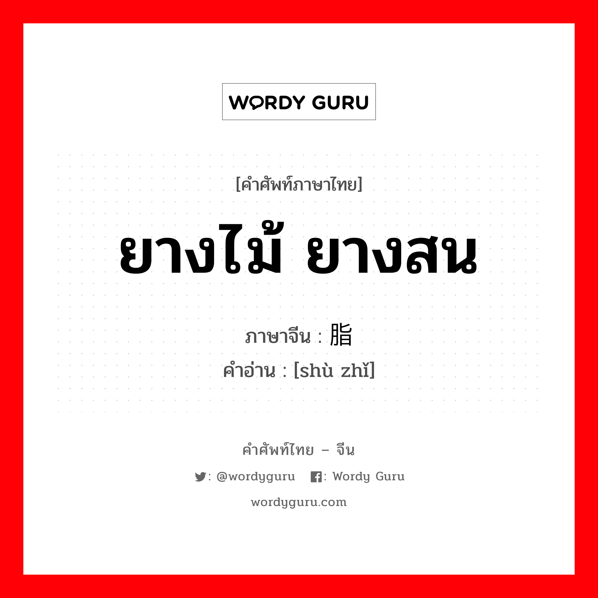 ยางไม้ ยางสน ภาษาจีนคืออะไร, คำศัพท์ภาษาไทย - จีน ยางไม้ ยางสน ภาษาจีน 树脂 คำอ่าน [shù zhǐ]