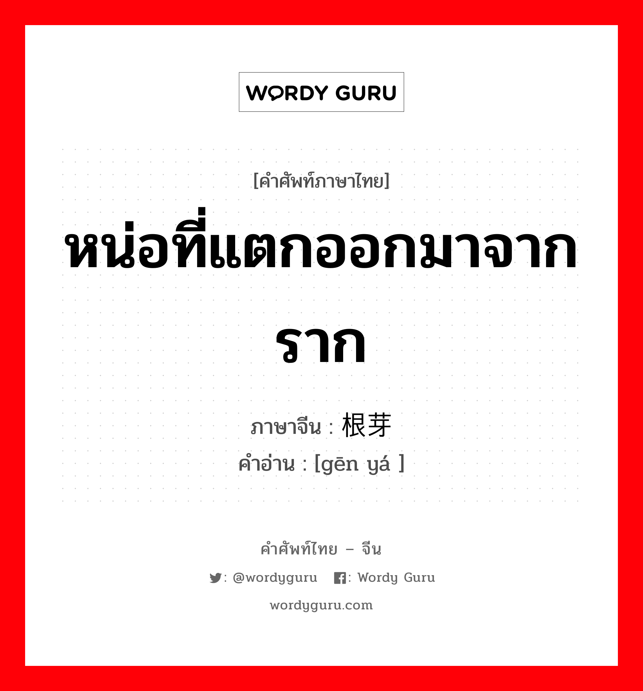 หน่อที่แตกออกมาจากราก ภาษาจีนคืออะไร, คำศัพท์ภาษาไทย - จีน หน่อที่แตกออกมาจากราก ภาษาจีน 根芽 คำอ่าน [gēn yá ]