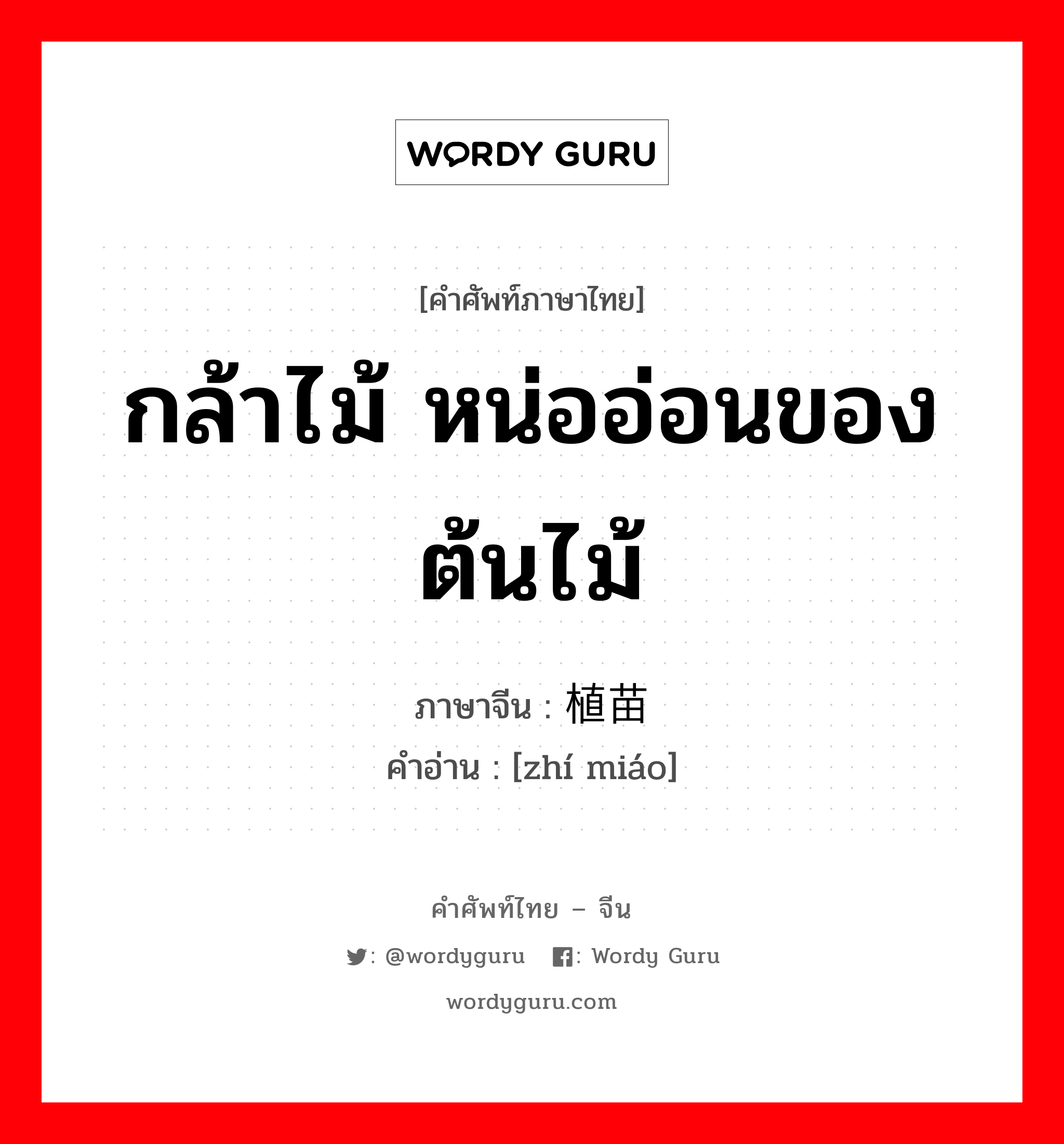 กล้าไม้ หน่ออ่อนของต้นไม้ ภาษาจีนคืออะไร, คำศัพท์ภาษาไทย - จีน กล้าไม้ หน่ออ่อนของต้นไม้ ภาษาจีน 植苗 คำอ่าน [zhí miáo]