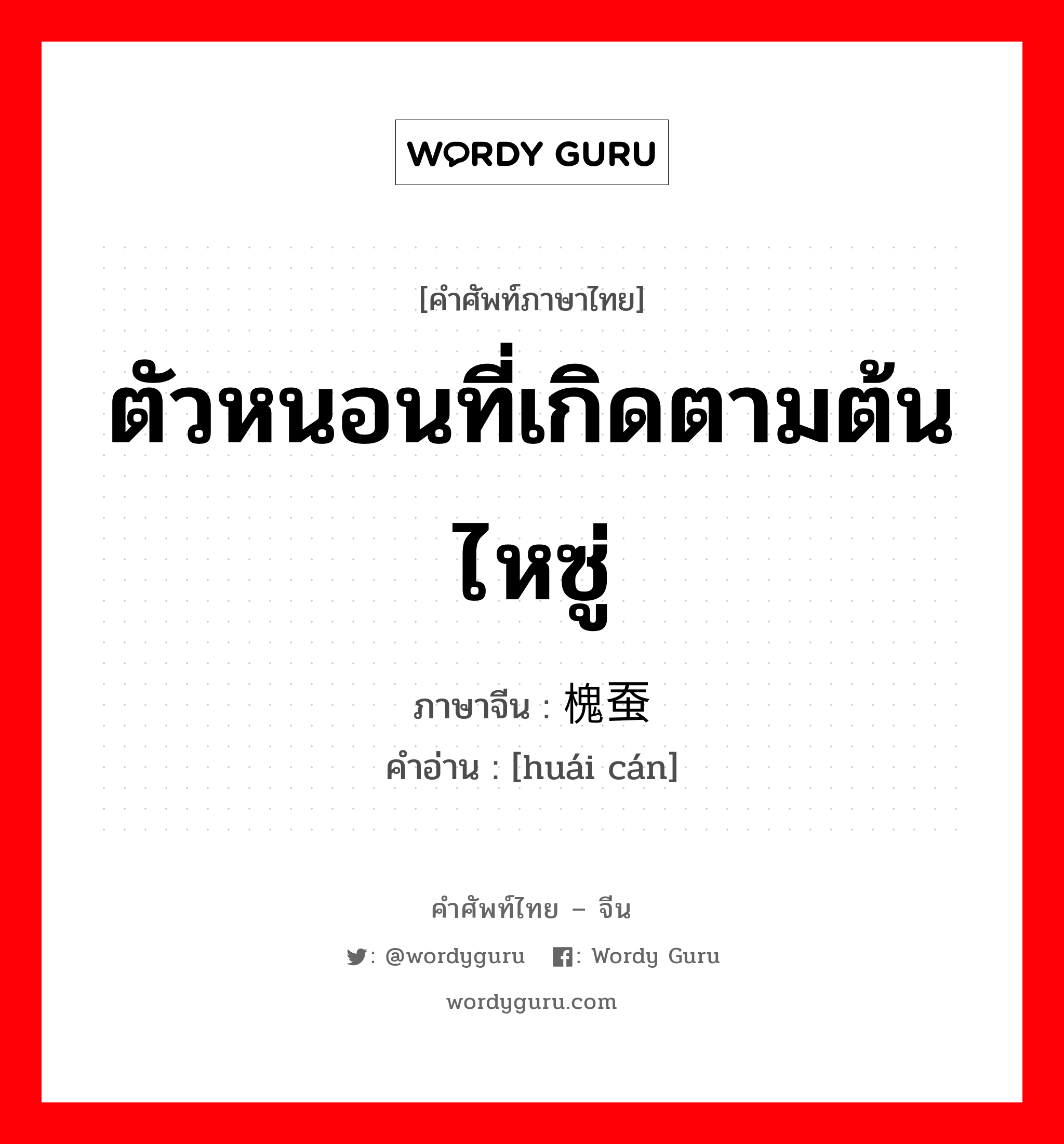 ตัวหนอนที่เกิดตามต้นไหซู่ ภาษาจีนคืออะไร, คำศัพท์ภาษาไทย - จีน ตัวหนอนที่เกิดตามต้นไหซู่ ภาษาจีน 槐蚕 คำอ่าน [huái cán]