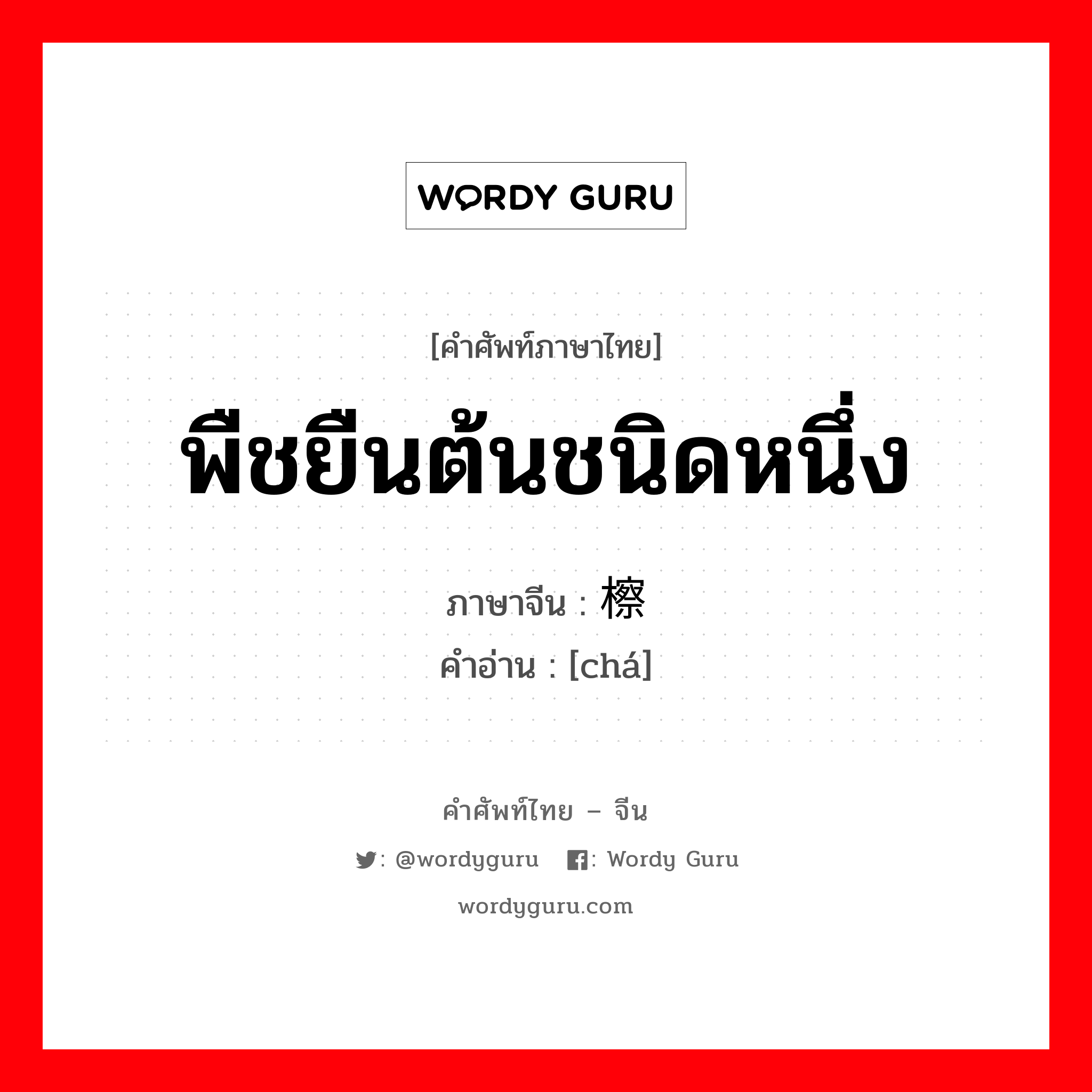 พืชยืนต้นชนิดหนึ่ง ภาษาจีนคืออะไร, คำศัพท์ภาษาไทย - จีน พืชยืนต้นชนิดหนึ่ง ภาษาจีน 檫 คำอ่าน [chá]