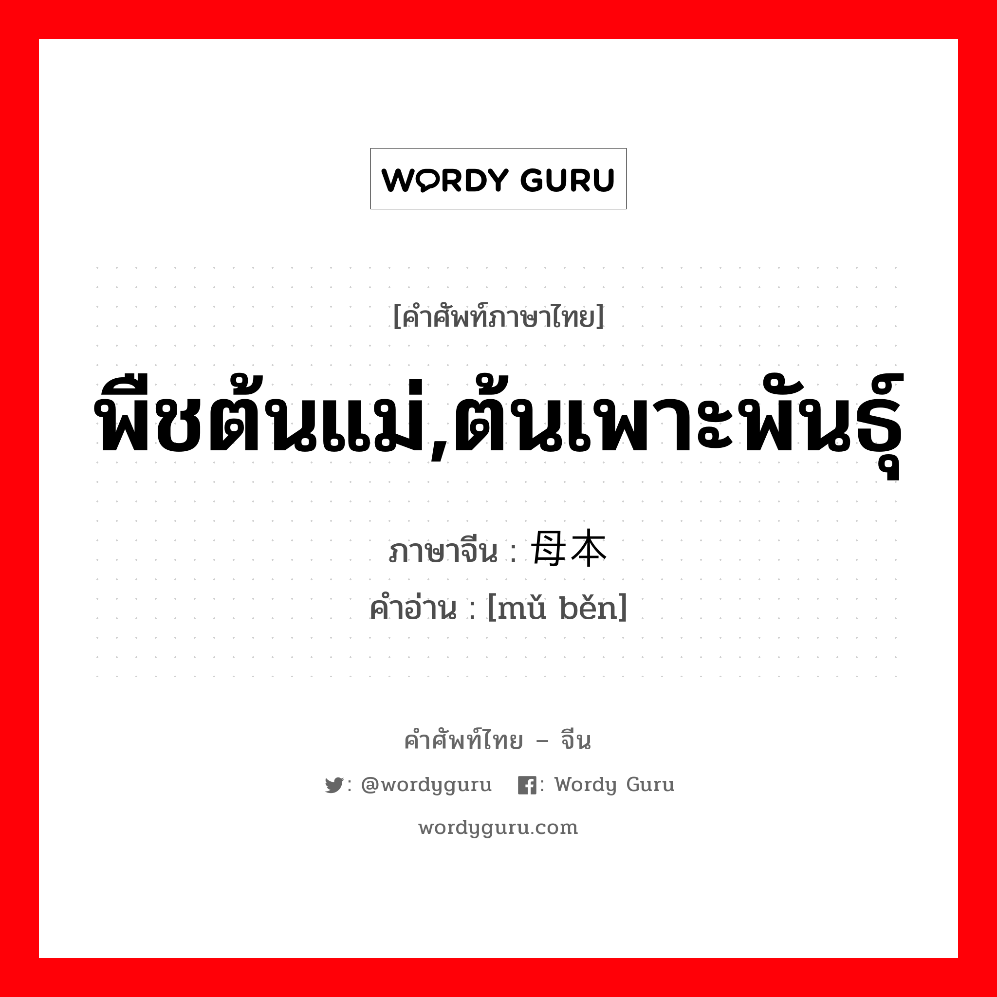 พืชต้นแม่,ต้นเพาะพันธุ์ ภาษาจีนคืออะไร, คำศัพท์ภาษาไทย - จีน พืชต้นแม่,ต้นเพาะพันธุ์ ภาษาจีน 母本 คำอ่าน [mǔ běn]