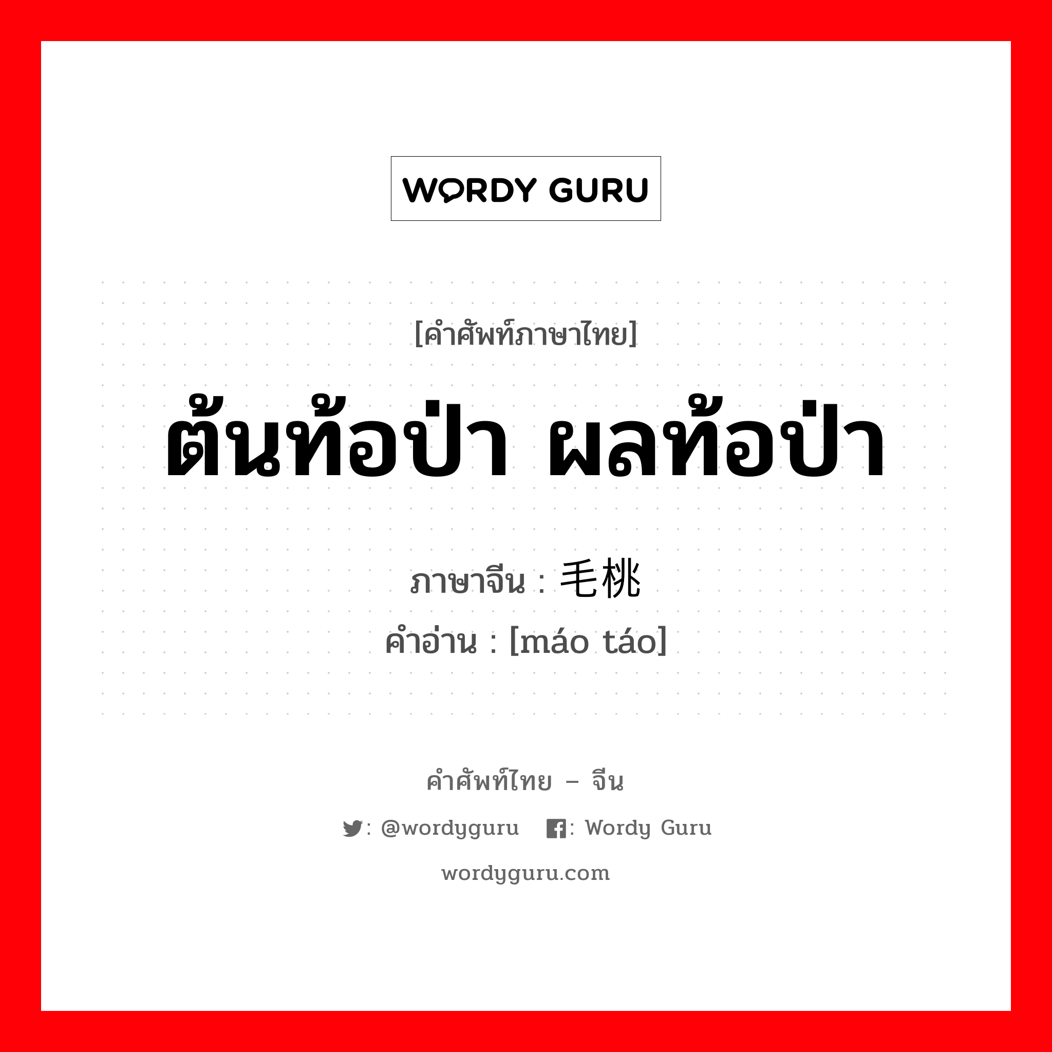 ต้นท้อป่า ผลท้อป่า ภาษาจีนคืออะไร, คำศัพท์ภาษาไทย - จีน ต้นท้อป่า ผลท้อป่า ภาษาจีน 毛桃 คำอ่าน [máo táo]