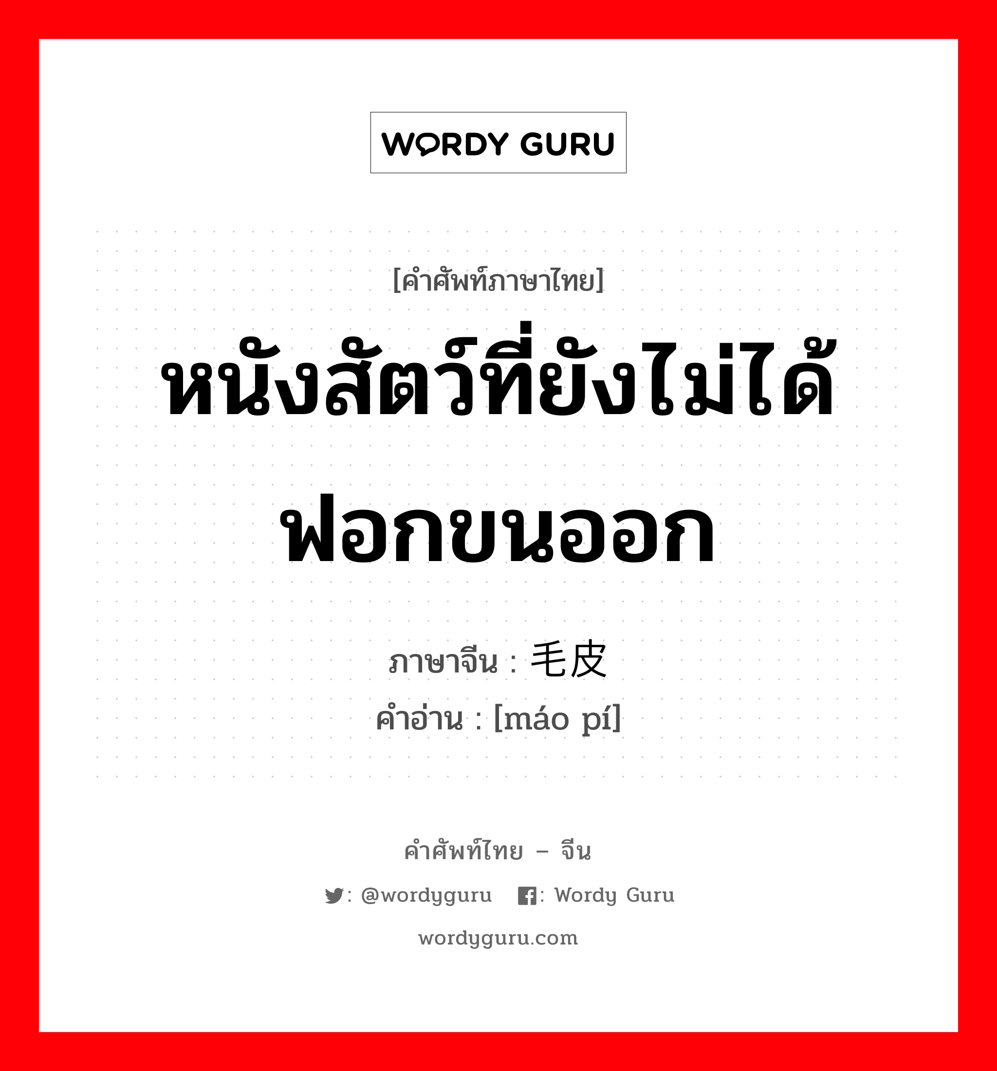 หนังสัตว์ที่ยังไม่ได้ฟอกขนออก ภาษาจีนคืออะไร, คำศัพท์ภาษาไทย - จีน หนังสัตว์ที่ยังไม่ได้ฟอกขนออก ภาษาจีน 毛皮 คำอ่าน [máo pí]