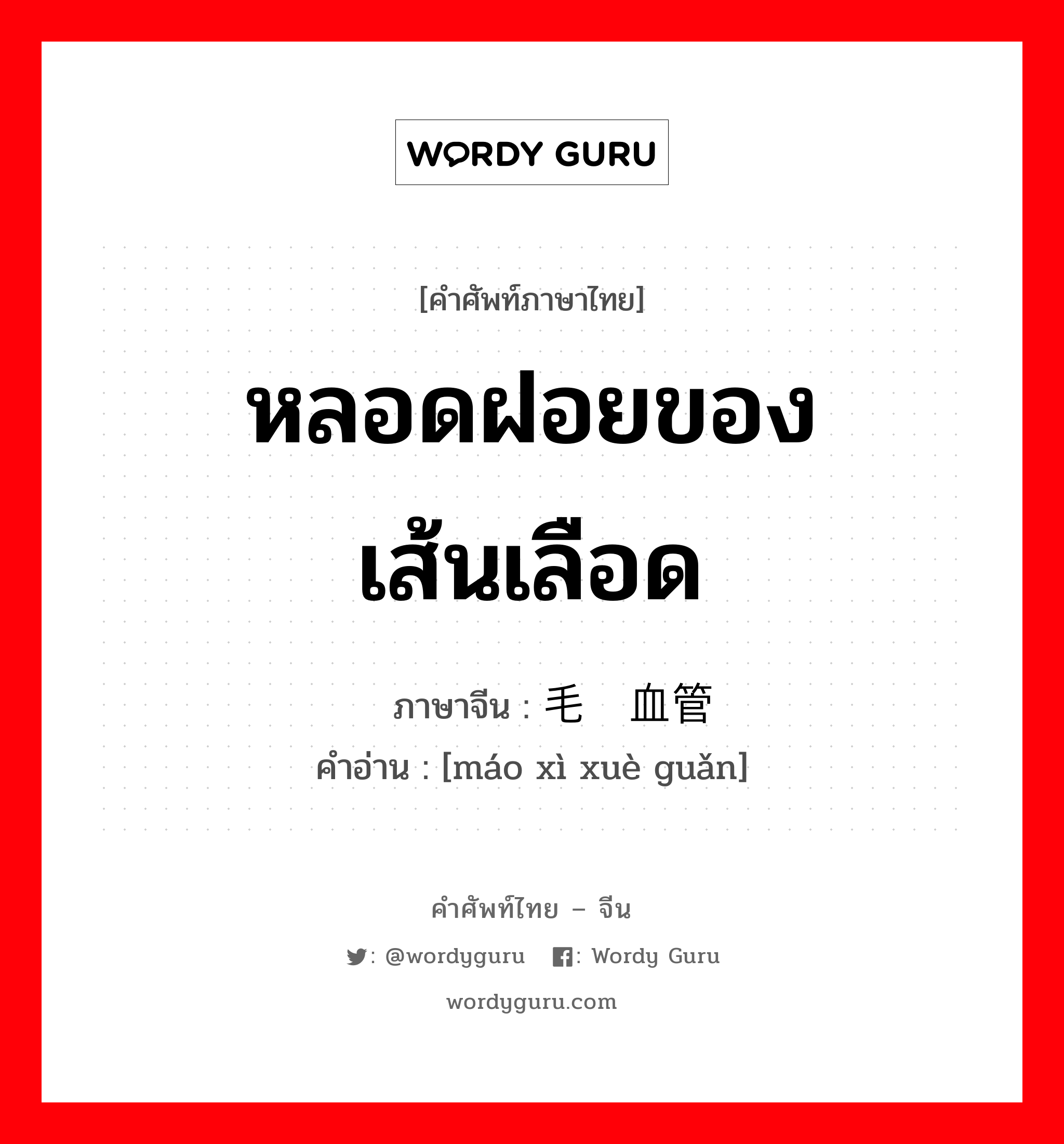 หลอดฝอยของเส้นเลือด ภาษาจีนคืออะไร, คำศัพท์ภาษาไทย - จีน หลอดฝอยของเส้นเลือด ภาษาจีน 毛细血管 คำอ่าน [máo xì xuè guǎn]