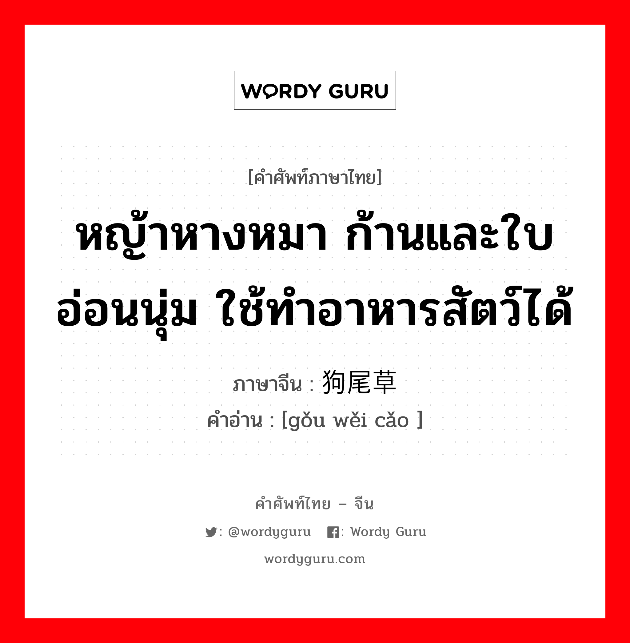 หญ้าหางหมา ก้านและใบอ่อนนุ่ม ใช้ทำอาหารสัตว์ได้ ภาษาจีนคืออะไร, คำศัพท์ภาษาไทย - จีน หญ้าหางหมา ก้านและใบอ่อนนุ่ม ใช้ทำอาหารสัตว์ได้ ภาษาจีน 狗尾草 คำอ่าน [gǒu wěi cǎo ]