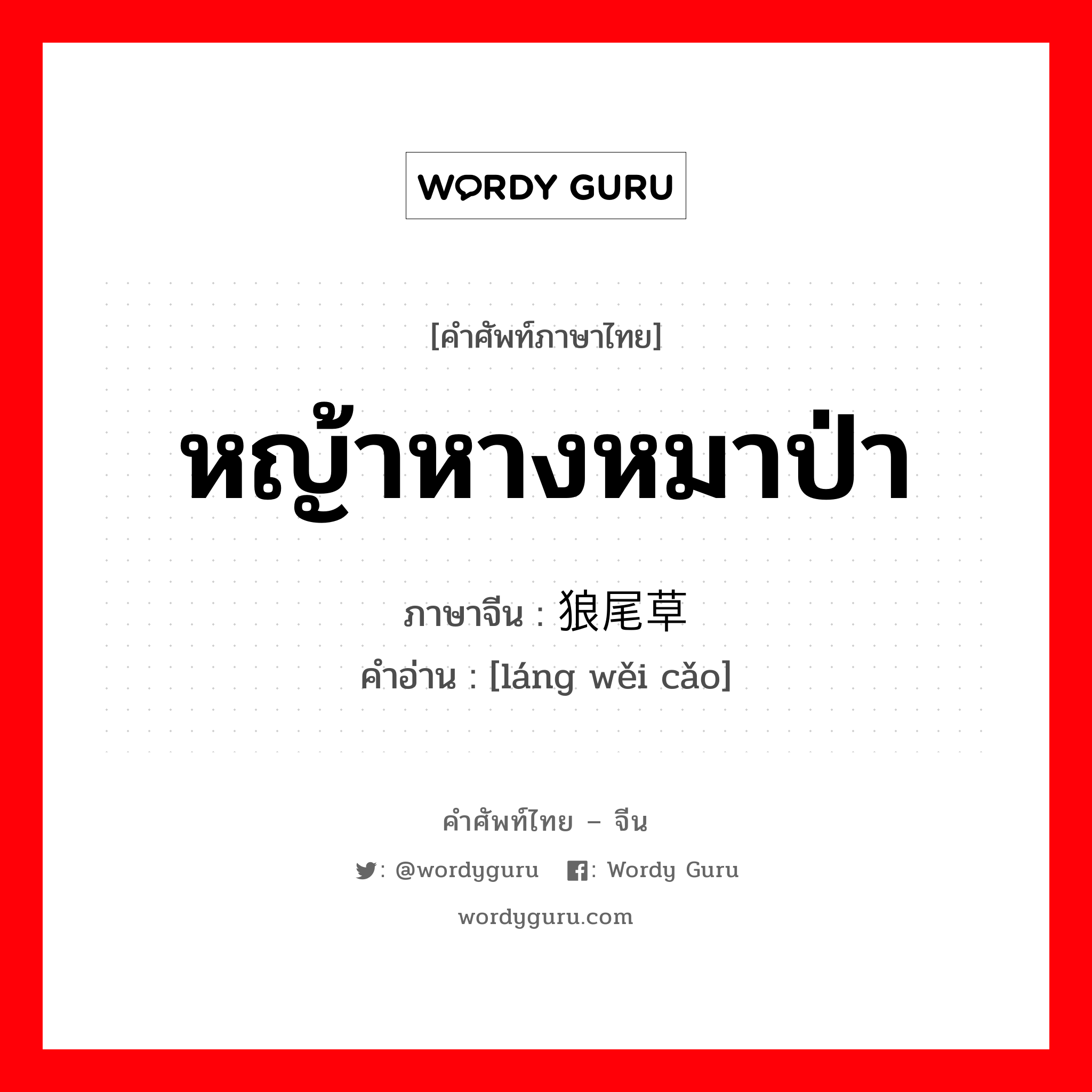 หญ้าหางหมาป่า ภาษาจีนคืออะไร, คำศัพท์ภาษาไทย - จีน หญ้าหางหมาป่า ภาษาจีน 狼尾草 คำอ่าน [láng wěi cǎo]