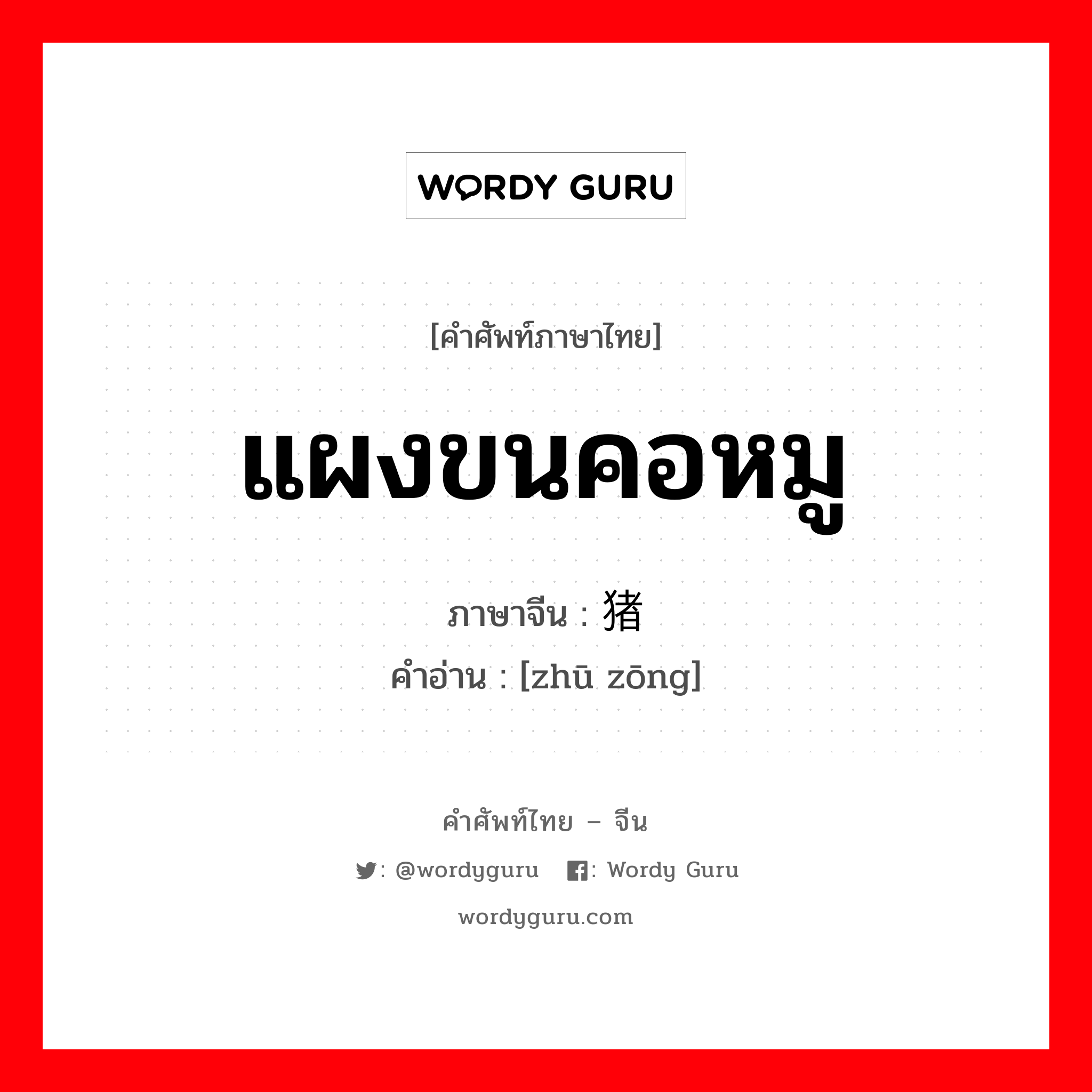 แผงขนคอหมู ภาษาจีนคืออะไร, คำศัพท์ภาษาไทย - จีน แผงขนคอหมู ภาษาจีน 猪鬓 คำอ่าน [zhū zōng]