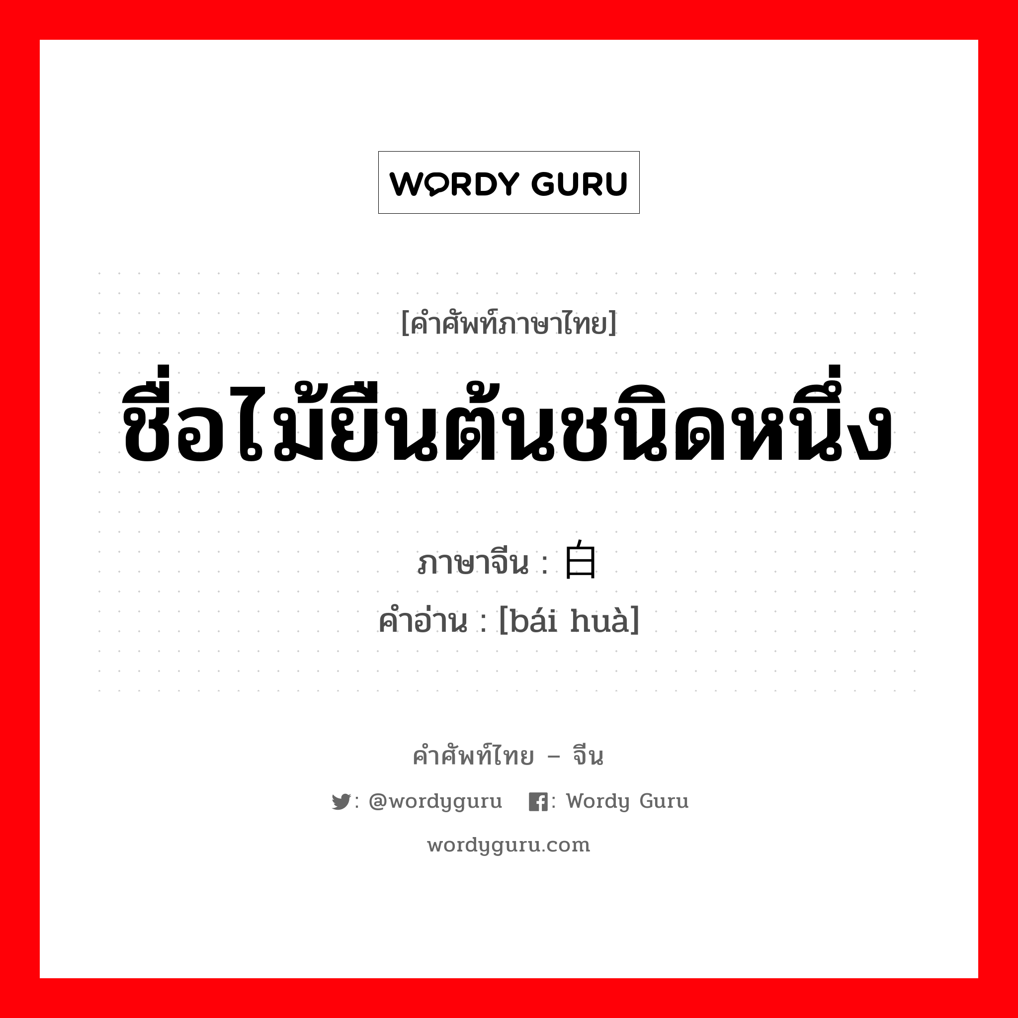 ชื่อไม้ยืนต้นชนิดหนึ่ง ภาษาจีนคืออะไร, คำศัพท์ภาษาไทย - จีน ชื่อไม้ยืนต้นชนิดหนึ่ง ภาษาจีน 白桦 คำอ่าน [bái huà]