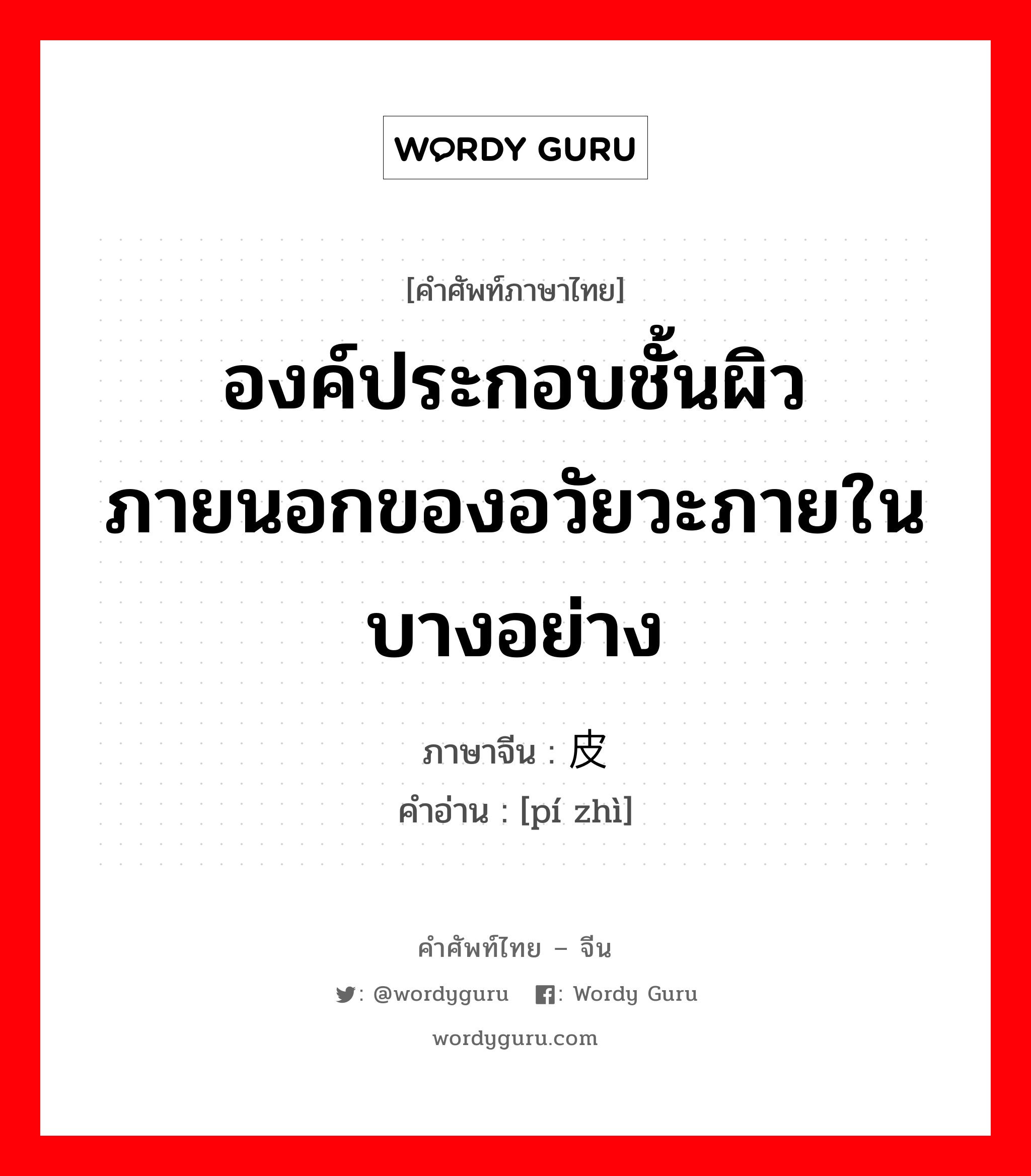 องค์ประกอบชั้นผิวภายนอกของอวัยวะภายในบางอย่าง ภาษาจีนคืออะไร, คำศัพท์ภาษาไทย - จีน องค์ประกอบชั้นผิวภายนอกของอวัยวะภายในบางอย่าง ภาษาจีน 皮质 คำอ่าน [pí zhì]