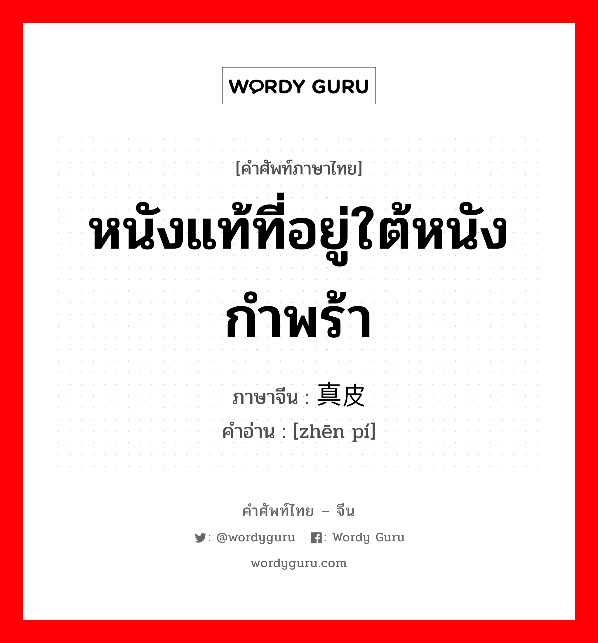 หนังแท้ที่อยู่ใต้หนังกำพร้า ภาษาจีนคืออะไร, คำศัพท์ภาษาไทย - จีน หนังแท้ที่อยู่ใต้หนังกำพร้า ภาษาจีน 真皮 คำอ่าน [zhēn pí]