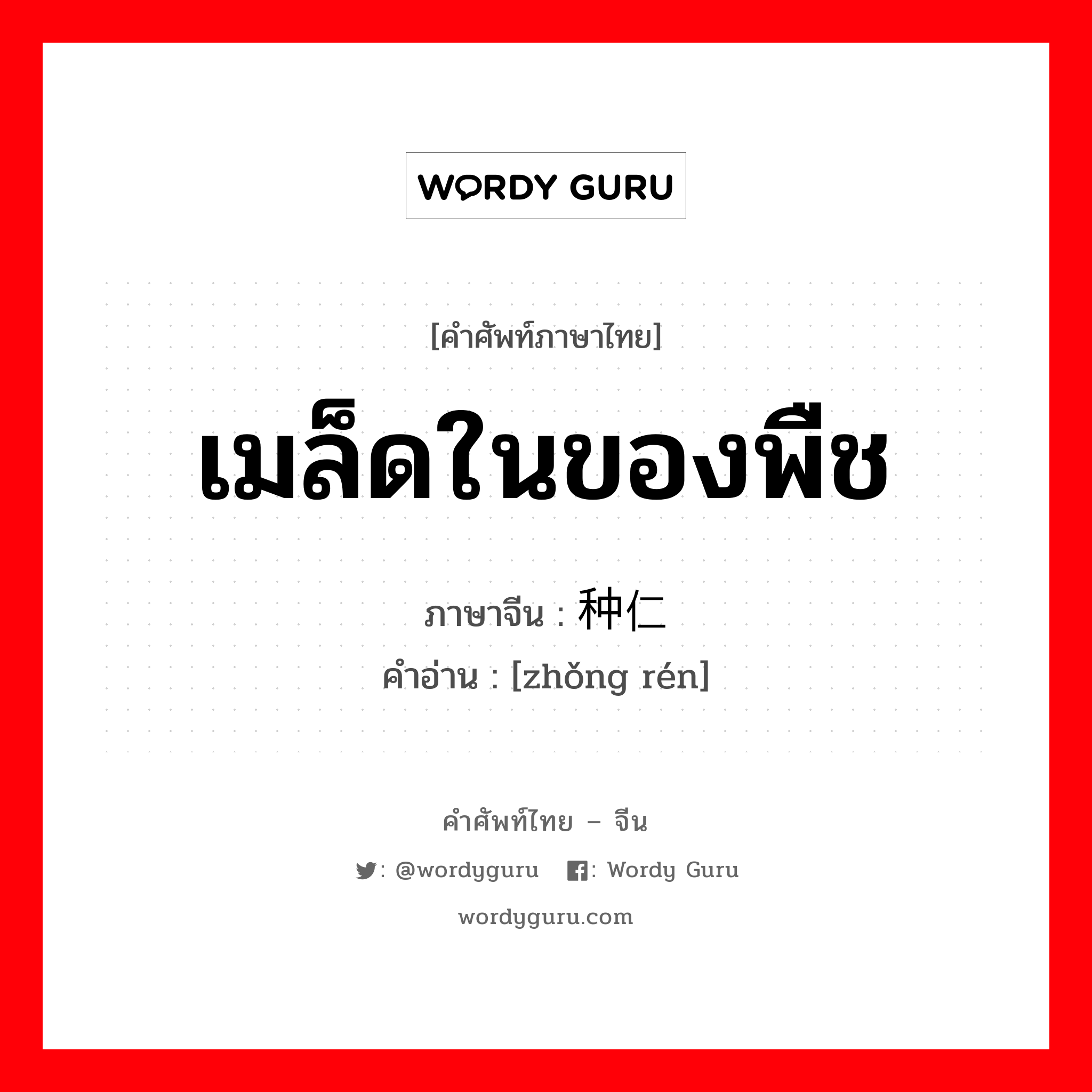 เมล็ดในของพืช ภาษาจีนคืออะไร, คำศัพท์ภาษาไทย - จีน เมล็ดในของพืช ภาษาจีน 种仁 คำอ่าน [zhǒng rén]